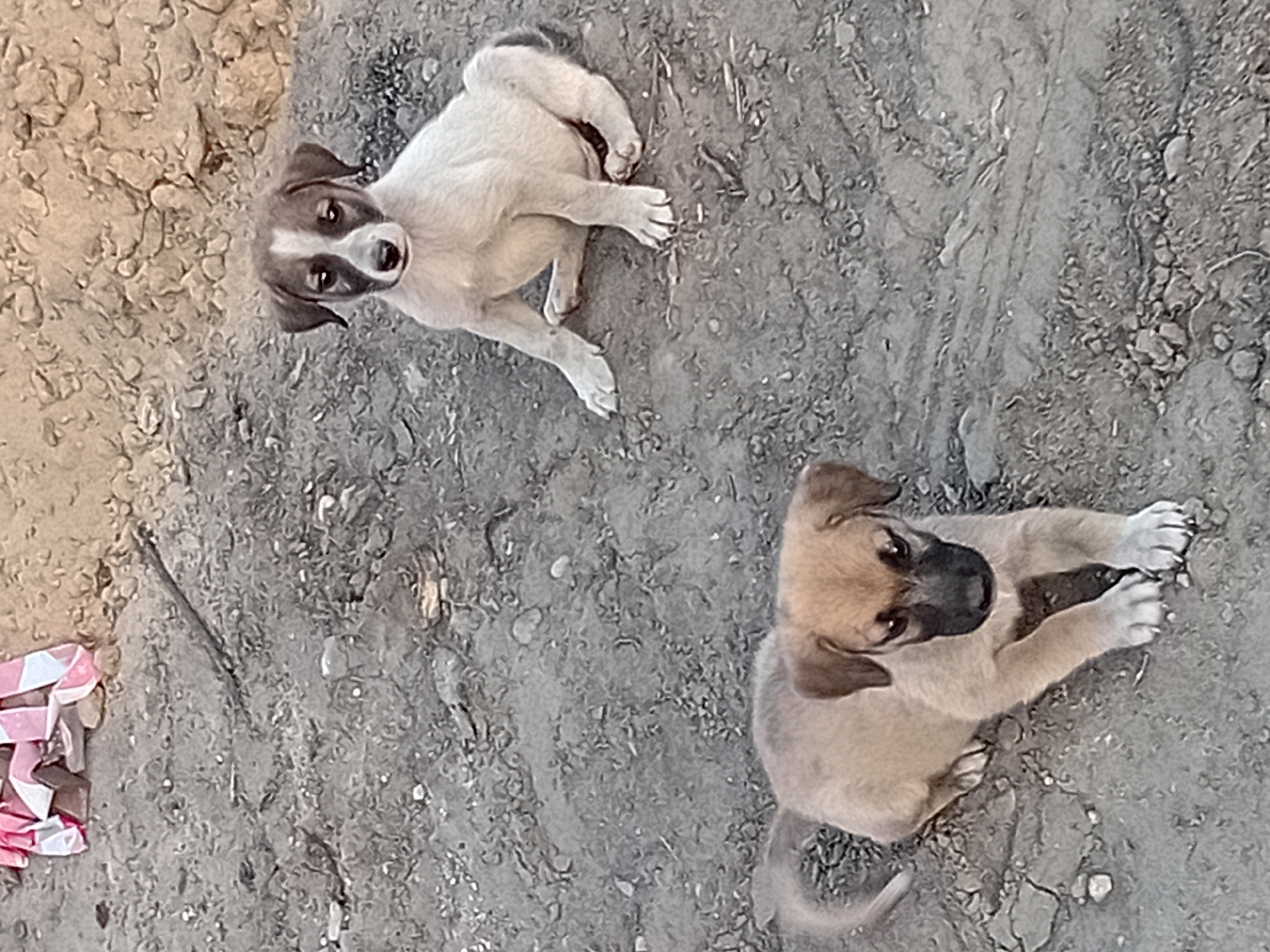 Two puppies are on a dirt ground. One puppy is tan with a black face and is lying down in the foreground. Another puppy is white with brown markings on its face and is sitting in the background. There is a pink and white checkered blanket in the upper left corner of the image. The environment is a dusty, outdoor area, possibly a rural or undeveloped part of the city of Semey, Kazakhstan.
