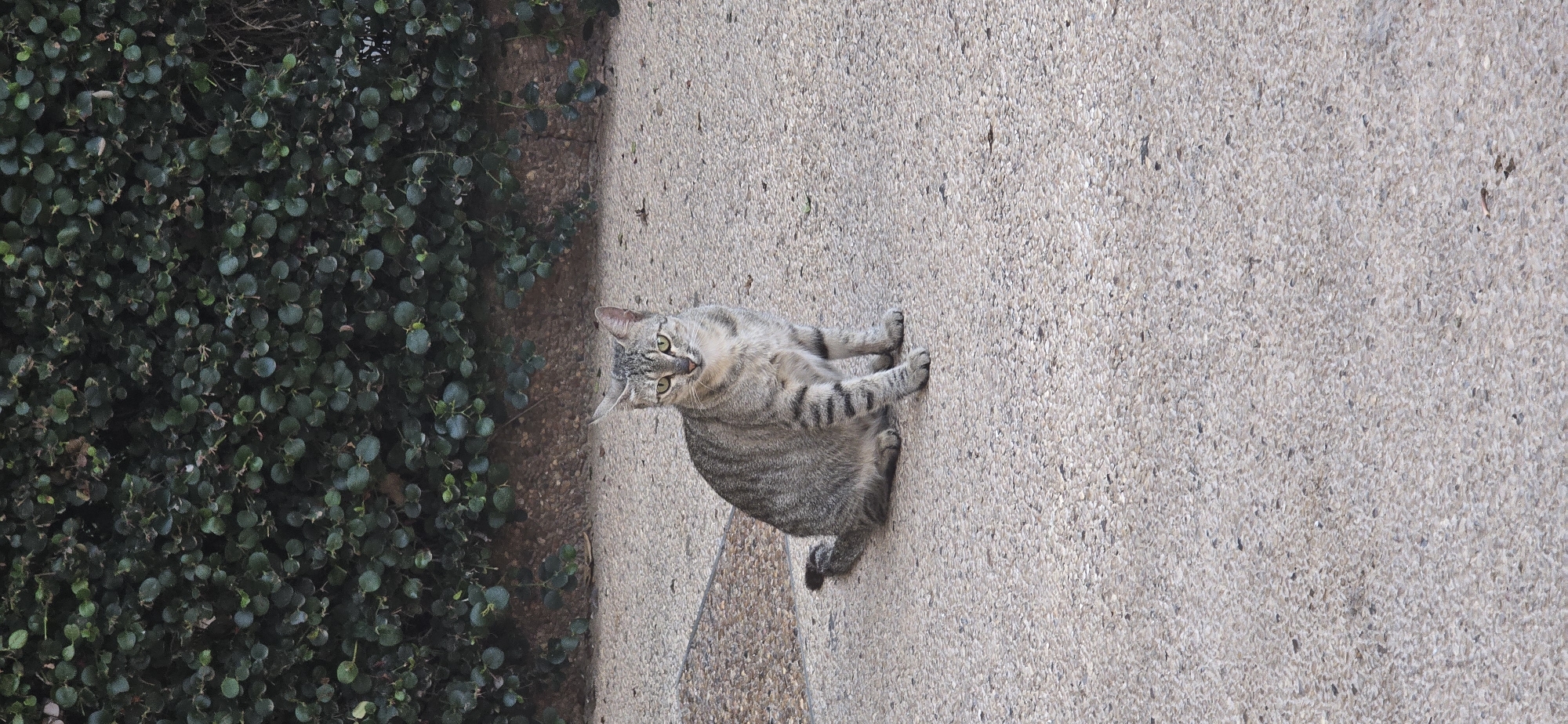 A domestic shorthair cat with tabby markings sits on a concrete pathway. The cat is facing forward, with its body angled slightly to the left. Its fur is a mix of gray, black, and white. Its eyes are open and green. The cat's tail is curled around its body. Behind the cat is a wall covered in dense green foliage, suggesting an outdoor urban environment. The pathway is made of concrete with small pebbles embedded in it. The scene appears to be in Bat Yam, Israel, a coastal city known for its parks and public spaces.