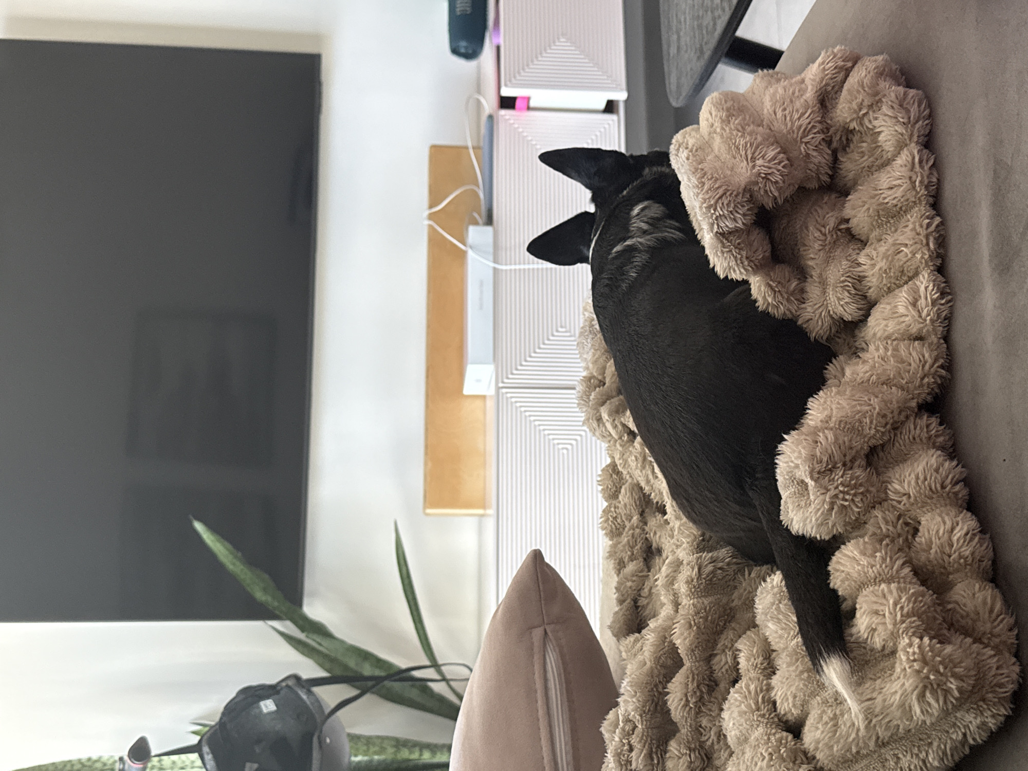 A black dog with a white-tipped tail rests on a beige, textured blanket, likely on a sofa. The scene is indoors, with a large television visible on a white wall to the left. Behind the dog, against the wall, is a beige cabinet and several stacked white patterned boxes. A snake plant is in the lower left corner near a black set of headphones. The image does not contain enough information to discern a location in Tel Aviv, Israel.
