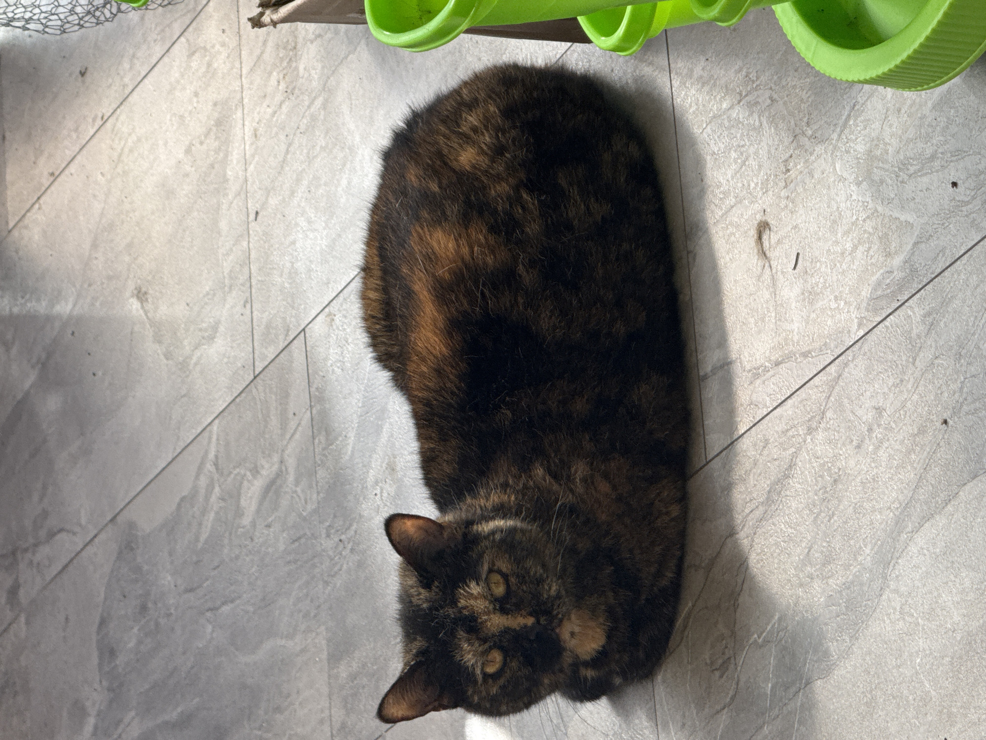 A tortoiseshell cat is lying down on a tiled floor. The cat is dark brown and black with patches of orange and tan. It has yellow eyes and is looking towards the camera. The floor tiles are light gray and have a marble-like pattern. Sunlight is streaming in from the left, creating a shadow on the floor. To the right of the cat, a bright green plastic pet toy is visible, with multiple levels. A cardboard box is also present to the right of the toy. The overall environment appears to be indoors.