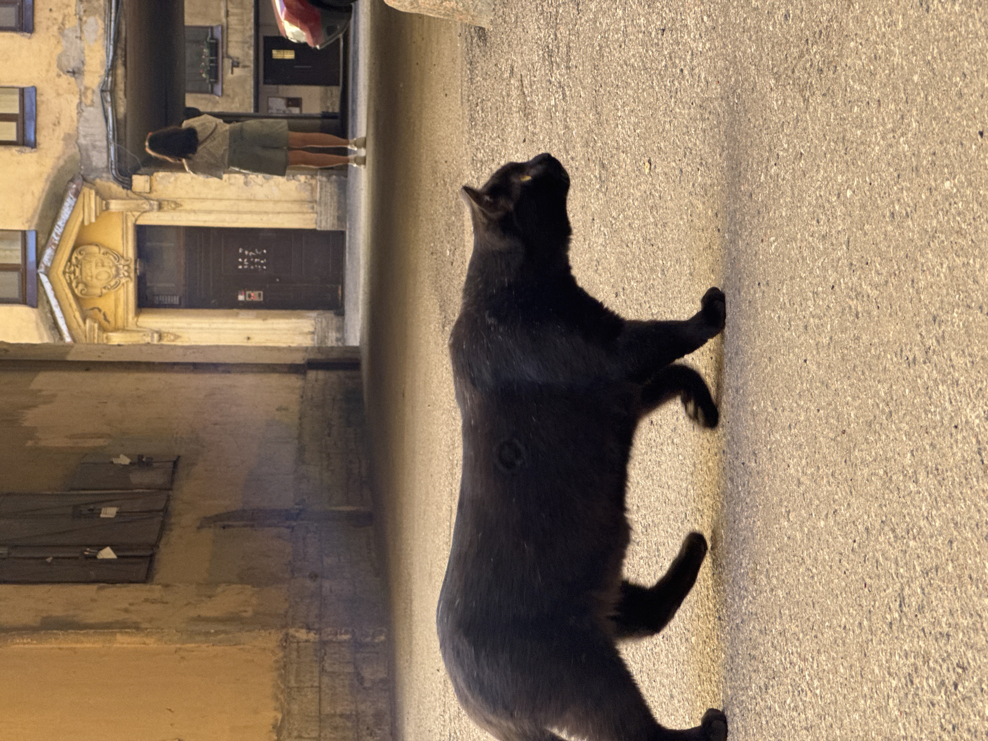 The image depicts an urban passage or courtyard entrance in Saint Petersburg, Russia.
In the immediate foreground, a black, short-haired cat with yellow-amber eyes is observed walking from left to right across a light-colored, textured paved surface. A faint, circular mark or scar is visible on the cat's right flank.
In the mid-ground, a person stands with their back to the viewer, positioned facing an ornate yellow archway. The individual has dark hair and is wearing a light-colored short-sleeved top, light green shorts, and white sneakers. The archway features a dark, paneled wooden door. Above the door, a decorative cartouche displays a crest-like emblem containing the letters 'O' over 'P'. To the left of the archway, a weathered building facade, light brown with a grey brick foundation and two dark, shuttered windows, is visible. To the right of the archway, a portion of a yellowish building with distressed paintwork and a darker, covered passage structure is present.
On the far right of the mid-ground, the front-right quarter of a red passenger car is partially visible. The scene is illuminated by natural daylight, casting some shadows and highlighting the architectural details and the paved ground.