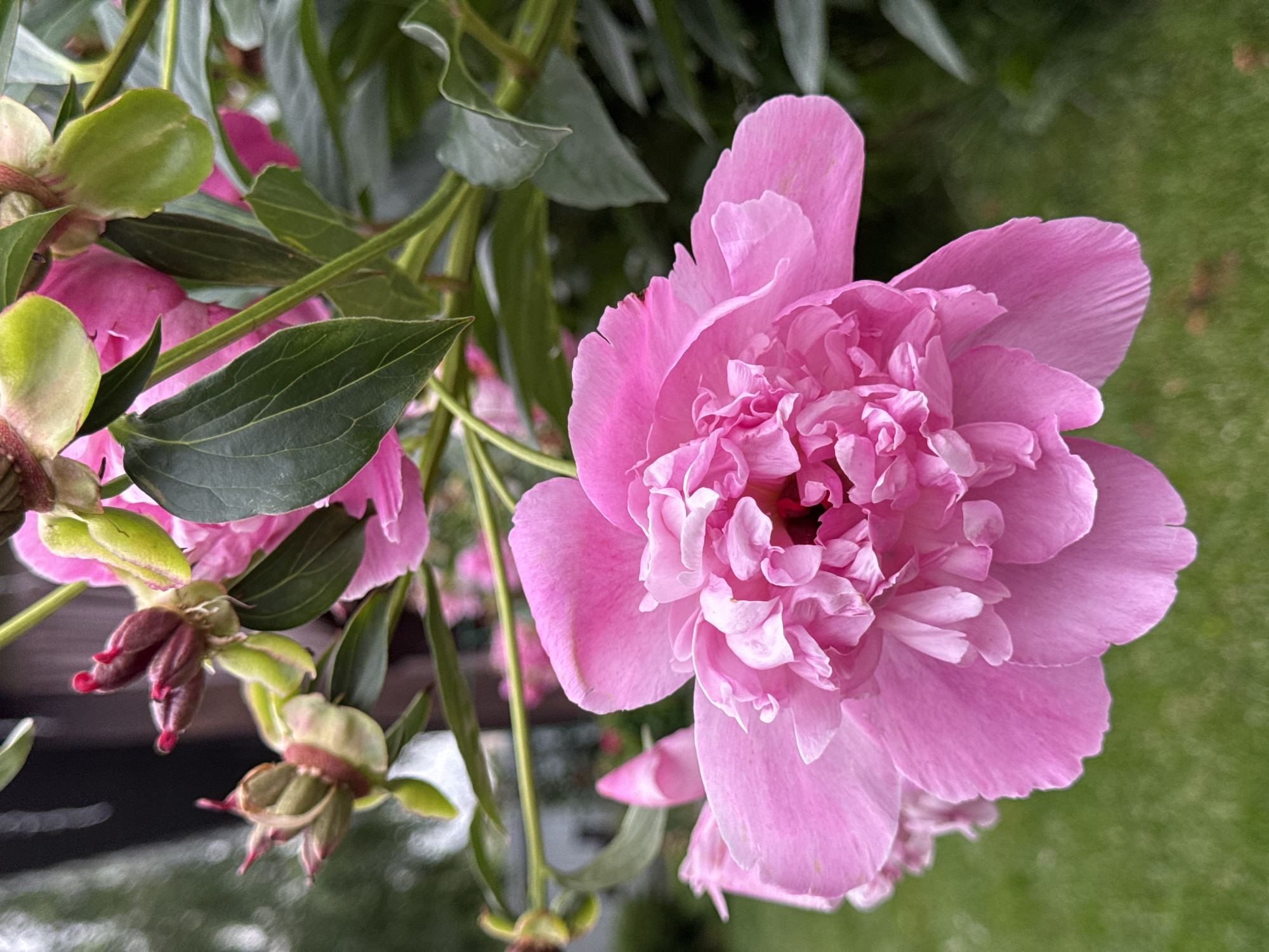 This media file is a close-up, eye-level shot of a pink peony flower in bloom, with several unfurled petals and a cluster of green buds in the background. The flower is the main subject, filling a significant portion of the frame. The scene is outdoors, with a blurred green grassy area visible in the background, suggesting a garden or park setting. The lighting appears natural, consistent with daytime, possibly late spring or early summer given the blooming flower. There are no people, text, or specific events depicted. The overall mood is peaceful and natural, highlighting the beauty of the flower. The location context of Izhevsk, Russia, suggests this could be a common garden flower in that region during its blooming season.
