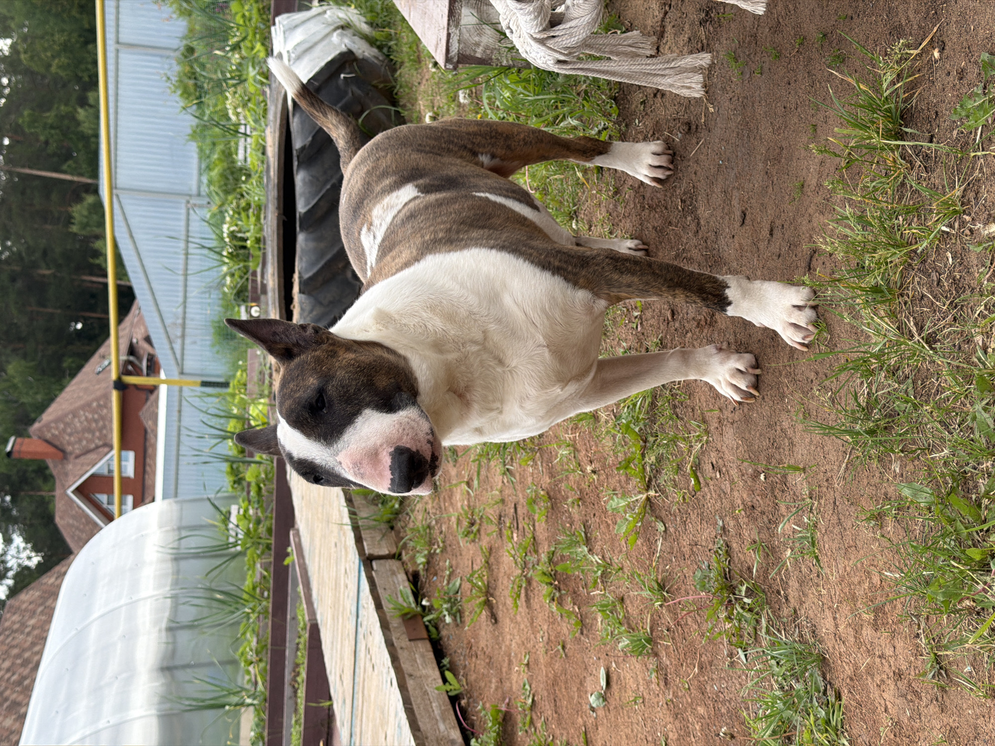 This outdoor image, captured in Chaikovsky, Russia, features a brindle and white Bull Terrier dog standing on reddish-brown soil with sparse green vegetation. The dog, facing slightly left of the camera, exhibits brindle markings on its head, back, and hindquarters, contrasted by white fur on its face, chest, and legs. Its nose is pink with black nostrils, and its tail is brindle at the base, tapering to a white tip. In the background, to the left, a silver, semi-cylindrical greenhouse with internal green plants is visible behind a wooden pathway. Further left, a residential building with a reddish-brown tiled roof is partially obscured. To the right, a large black rubber tire functions as a planter, behind which stands a metal fence and a distinct red-brick house with a chimney and another reddish-brown roof. A dense treeline forms the distant horizon. A yellow metal beam extends horizontally across the mid-background, and a coil of white rope is visible on the far right. The scene is illuminated by natural daylight.