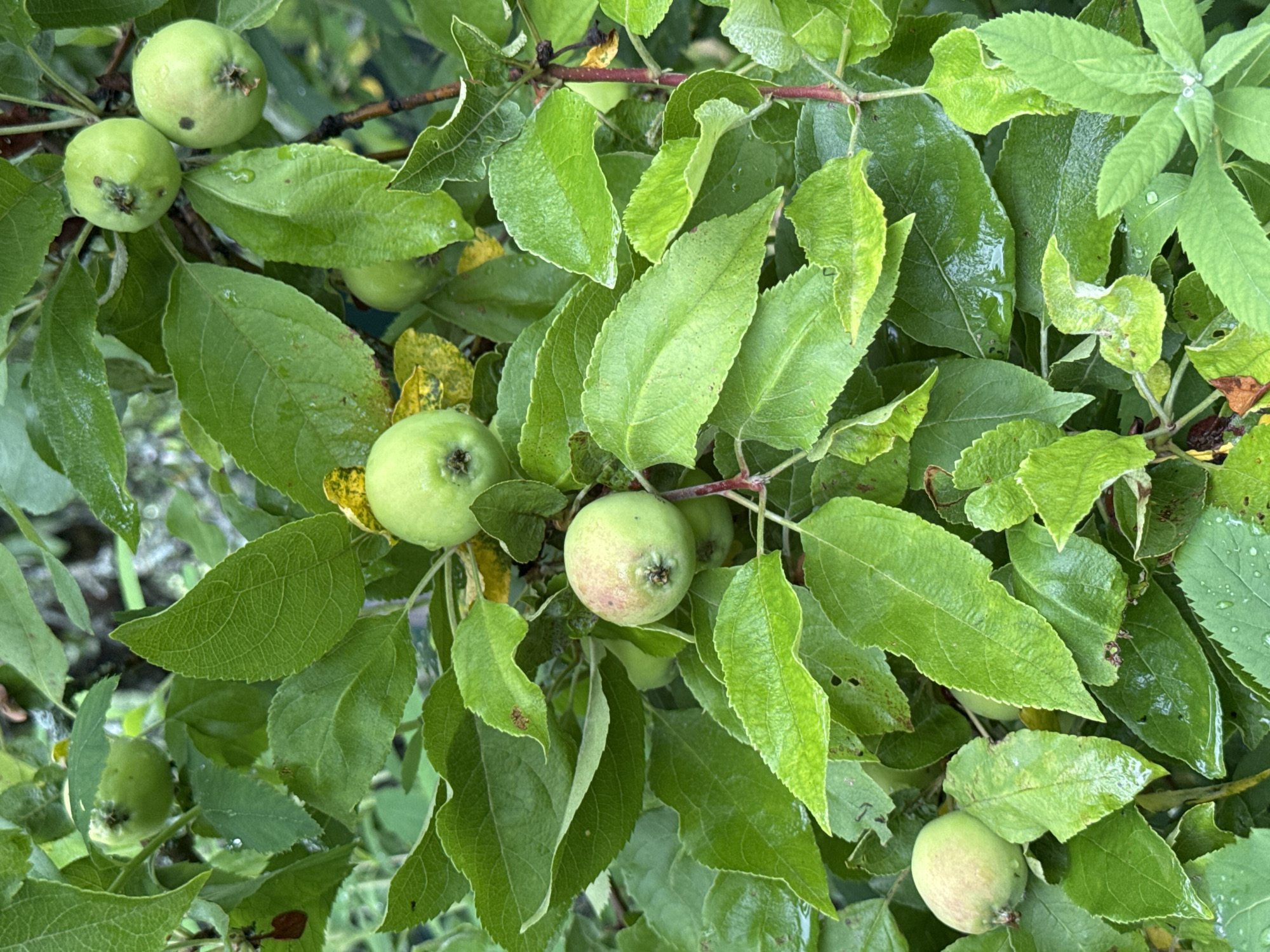 The image shows a close-up view of an apple tree branch laden with small, green apples and lush green leaves. Water droplets are visible on the leaves and some of the apples, suggesting recent rain. The apples are in various stages of development, with some being a pale green and others showing a slight blush of pink. The leaves are varied in size and shape, with some appearing smooth and others more textured. The overall impression is one of a healthy, fruit-bearing tree in a natural environment. The specific location in Подолино Ст, Russia is not discernible from the image itself.
