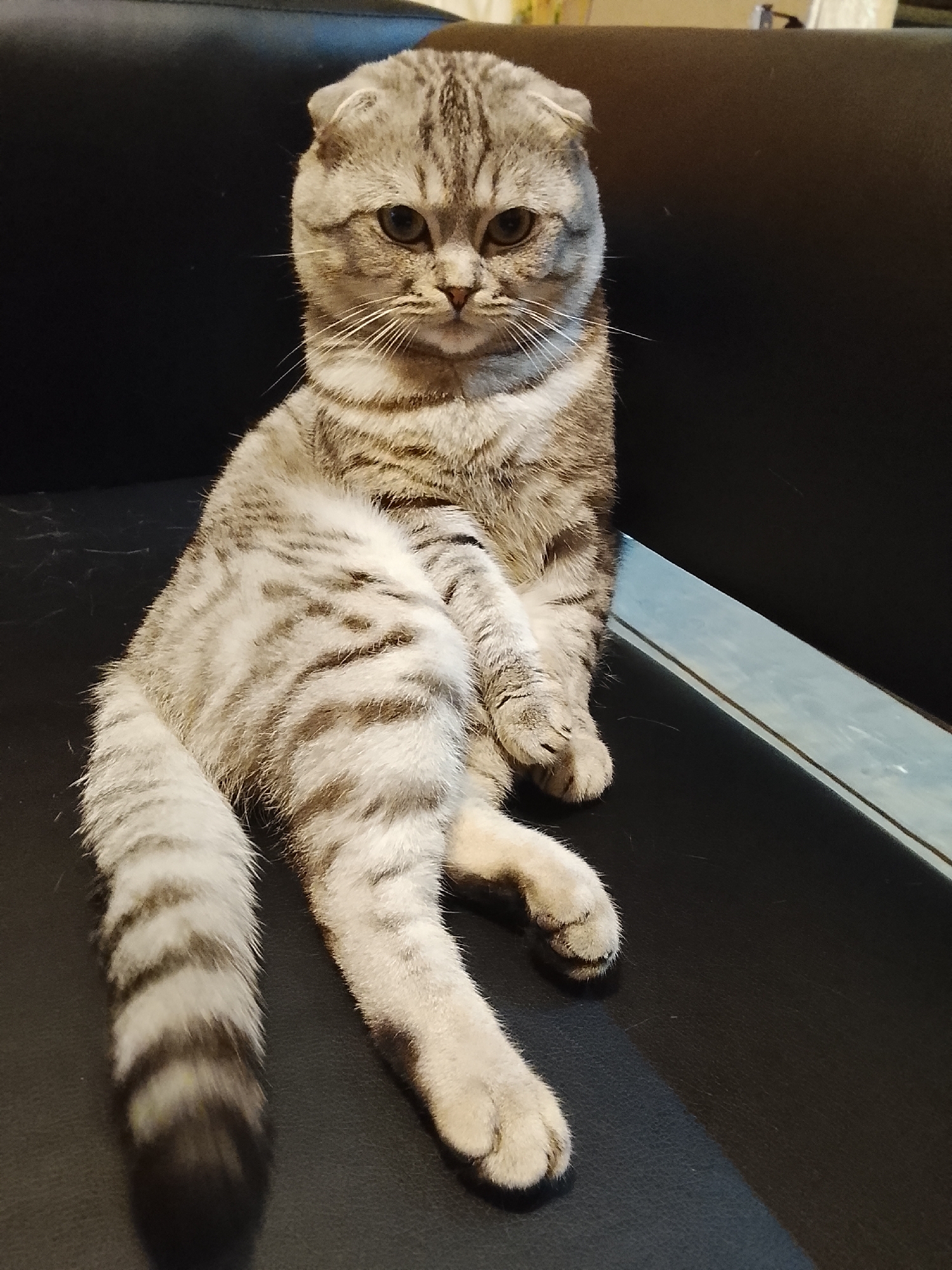 A gray tabby Scottish Fold cat sits upright on a black leather surface. The cat's tail extends down, displaying dark gray stripes. The setting appears to be indoors, on a piece of furniture like a couch or chair. No people are visible. The location, Высокиничи, Russia, cannot be determined from this image alone.