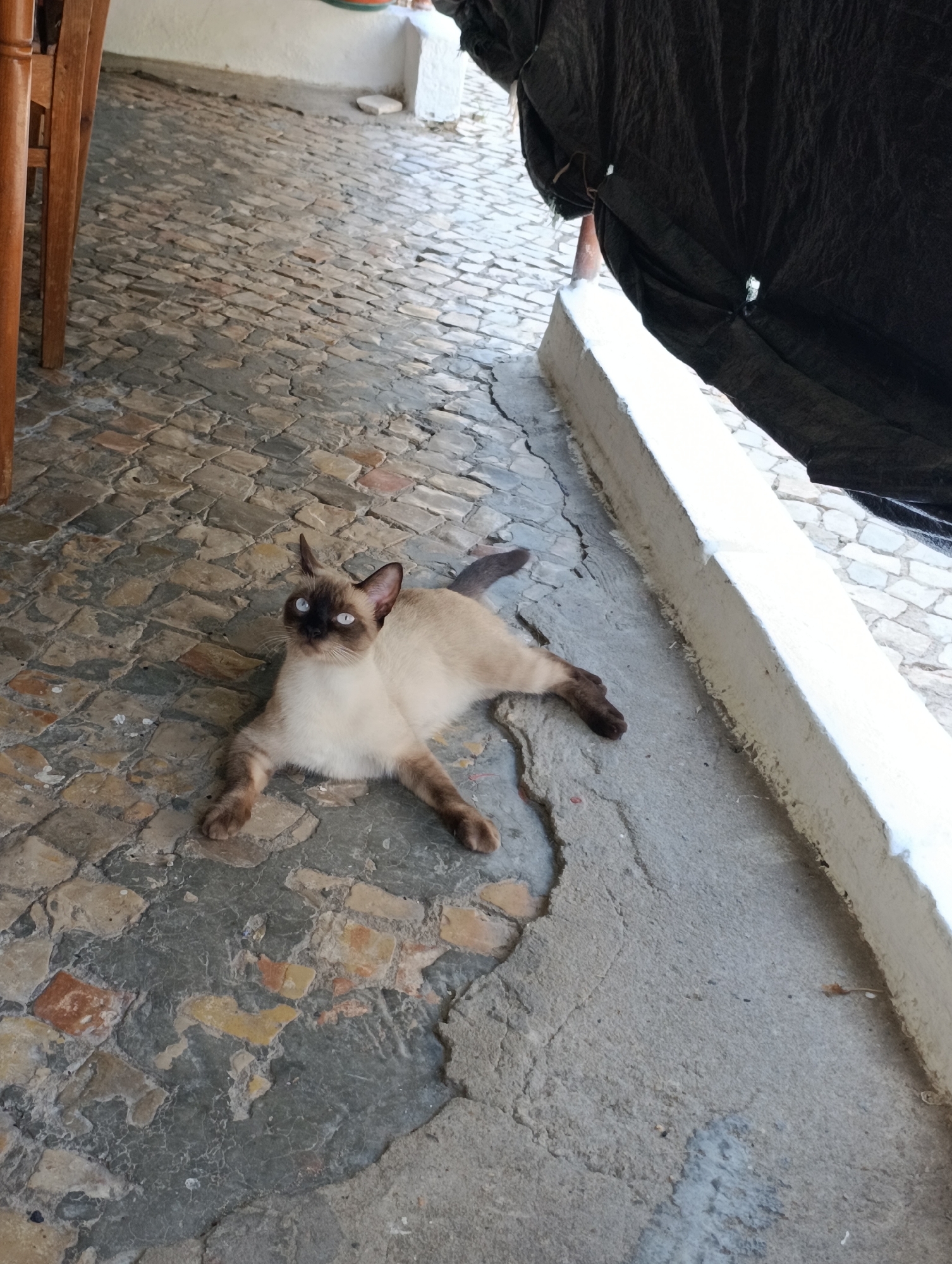 The image shows a light brown Siamese cat with blue eyes lying on a cobblestone and concrete ground. The cat is in the foreground, facing the camera and looking upwards. Behind the cat, there is a white wall and a black tarp. The scene appears to be an outdoor area, possibly a patio or courtyard, with cobblestones and cracked concrete visible. The lighting suggests it is daytime. The location is identified as Setúbal, Portugal.