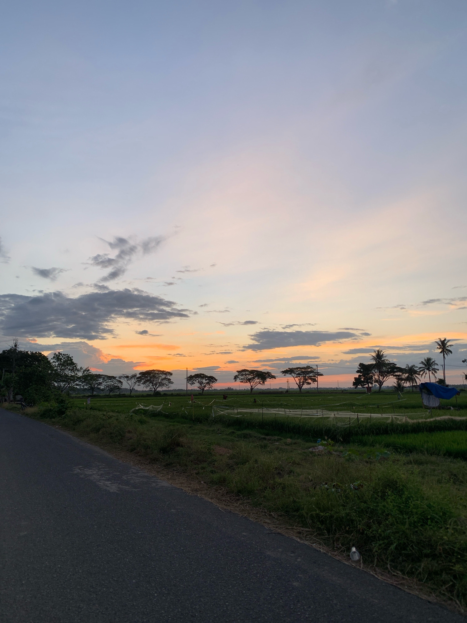 The image depicts a rural Indonesian landscape, likely near Palohawae, in the province of Southeast Sulawesi, Indonesia, during twilight. A paved road occupies the foreground, curving to the left and leading towards a lush green rice paddy field. Several trees, including some palm trees, are scattered across the scene, silhouetted against a sky painted with soft hues of orange, pink, and blue. Wispy clouds drift across the horizon, adding depth to the atmospheric setting. In the distance, a small blue tarp-covered structure stands near some of the trees. The overall impression is one of serene natural beauty, typical of the Indonesian countryside at dusk.