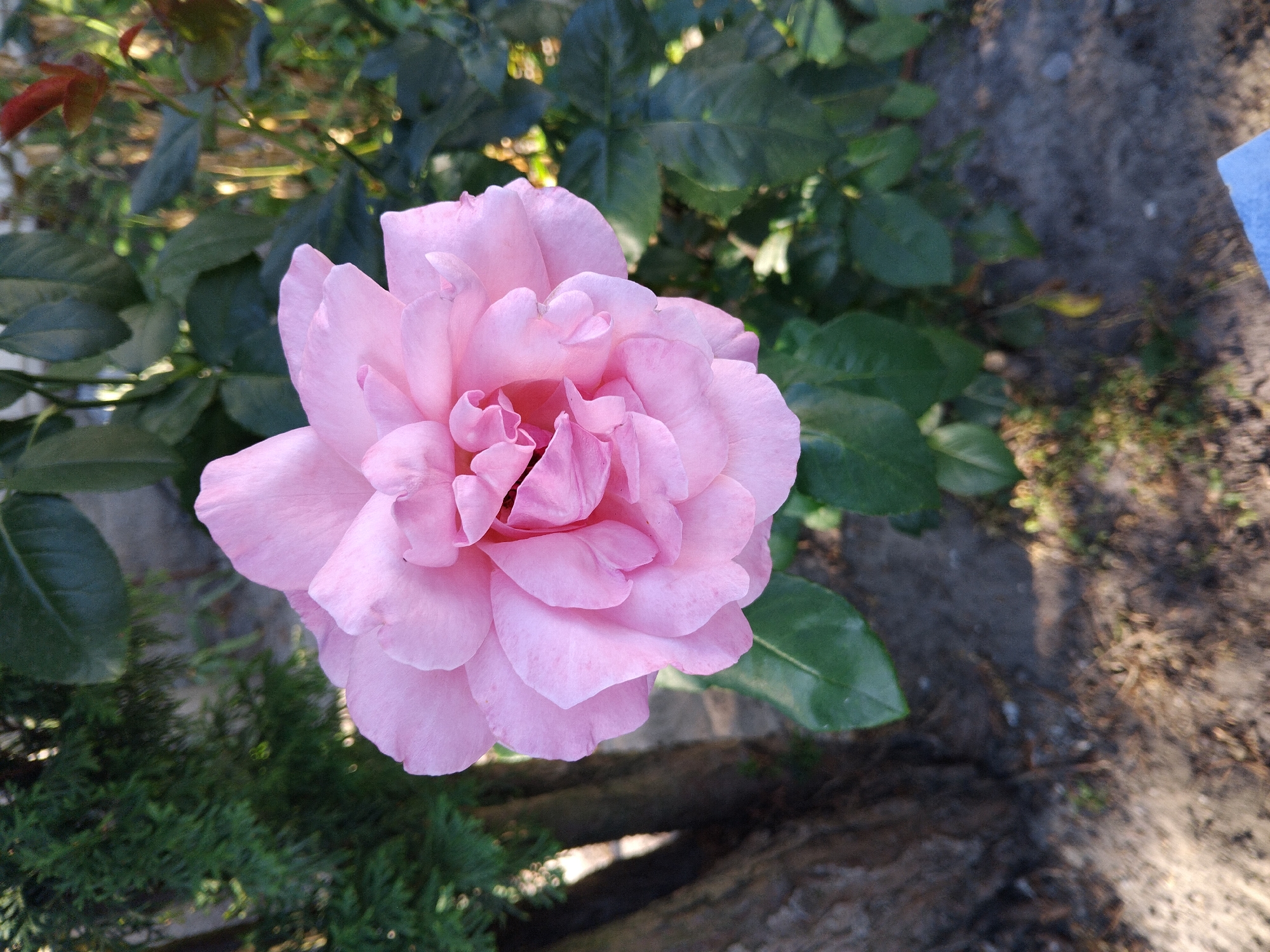 A close-up, eye-level shot shows a single, fully bloomed pink rose in the foreground, its petals unfurling in layers. The rose is positioned slightly to the right of the frame's center, with its top pointing upwards. Behind the rose, a dense cluster of dark green leaves forms a textured backdrop, interspersed with dappled sunlight. To the left of the rose, a portion of a tree trunk, rough and textured with dark bark, is visible, along with the dark green foliage of a conifer tree. The ground beneath is a mixture of dry soil and scattered debris, with patches of sunlight casting shadows. The overall impression is a detailed snapshot of a rose in a garden setting. The image was captured in Zhytomyr, Ukraine.
