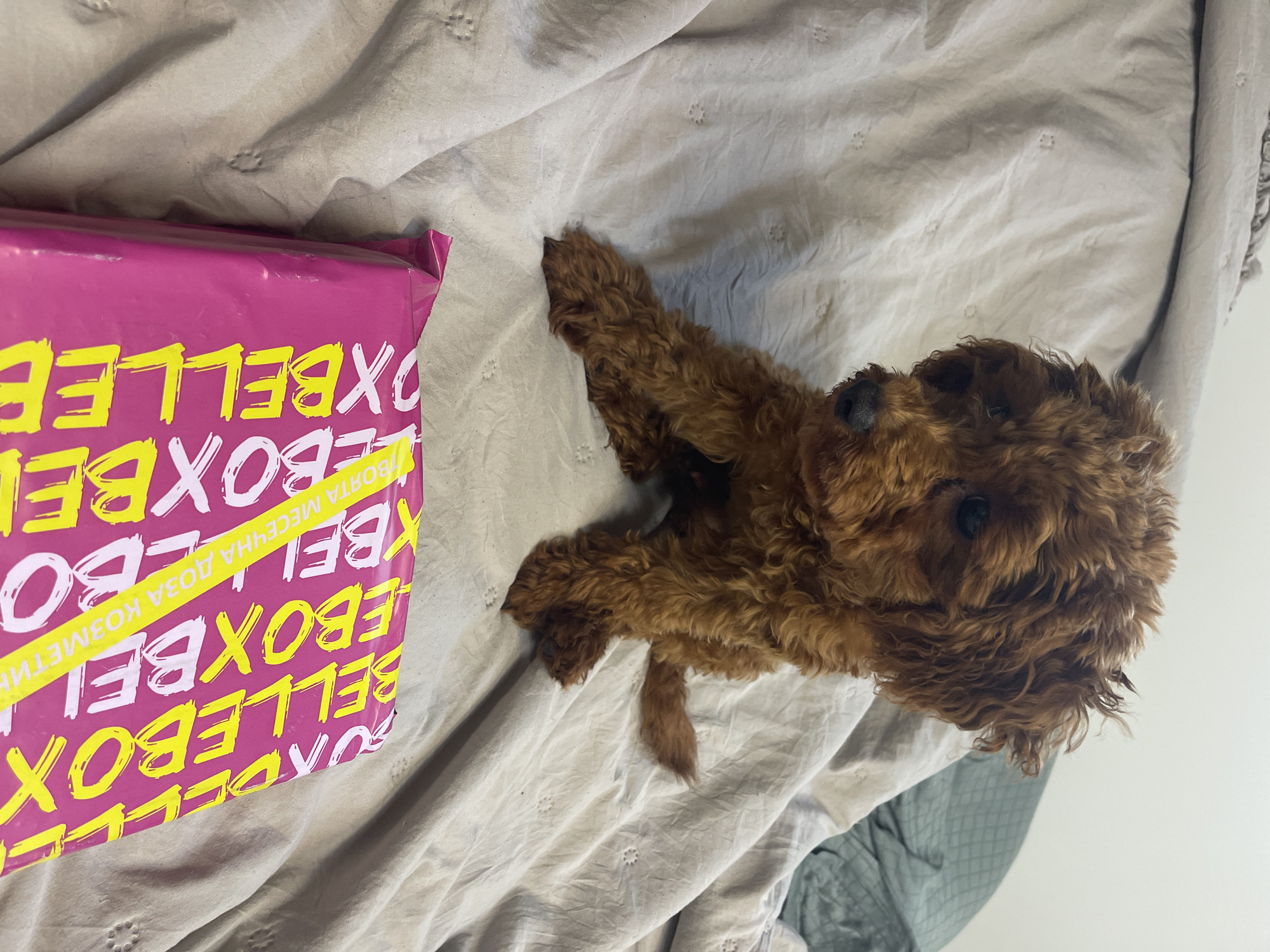 The image displays a small, fluffy, brown dog, likely a poodle or poodle mix puppy, resting on a light grey bedsheet with a subtle, embossed patterned texture. The dog is positioned with its body partially extended, and its head turned slightly towards a brightly colored package. Its fur is curly, and its dark eyes and nose are visible, conveying a calm and curious demeanor.
To the left of the dog, a vibrant magenta-pink package is visible. The package is heavily branded with repeating yellow text, predominantly featuring the word "BELLEBOX" multiple times, often reversed or inverted. A diagonal yellow stripe crosses the package, displaying additional text in Cyrillic: "ТВОЯТА МЕСЕЧНА ДОЗА КОЗМЕТИК." This phrase translates from Bulgarian to "YOUR MONTHLY DOSE OF COSMETICS."
The scene is an indoor setting, likely a bedroom, with a plain white wall visible in the background. The lighting suggests it is daytime. The dog appears relaxed, possibly observing the package. The location context provided is Sofia, Bulgaria.