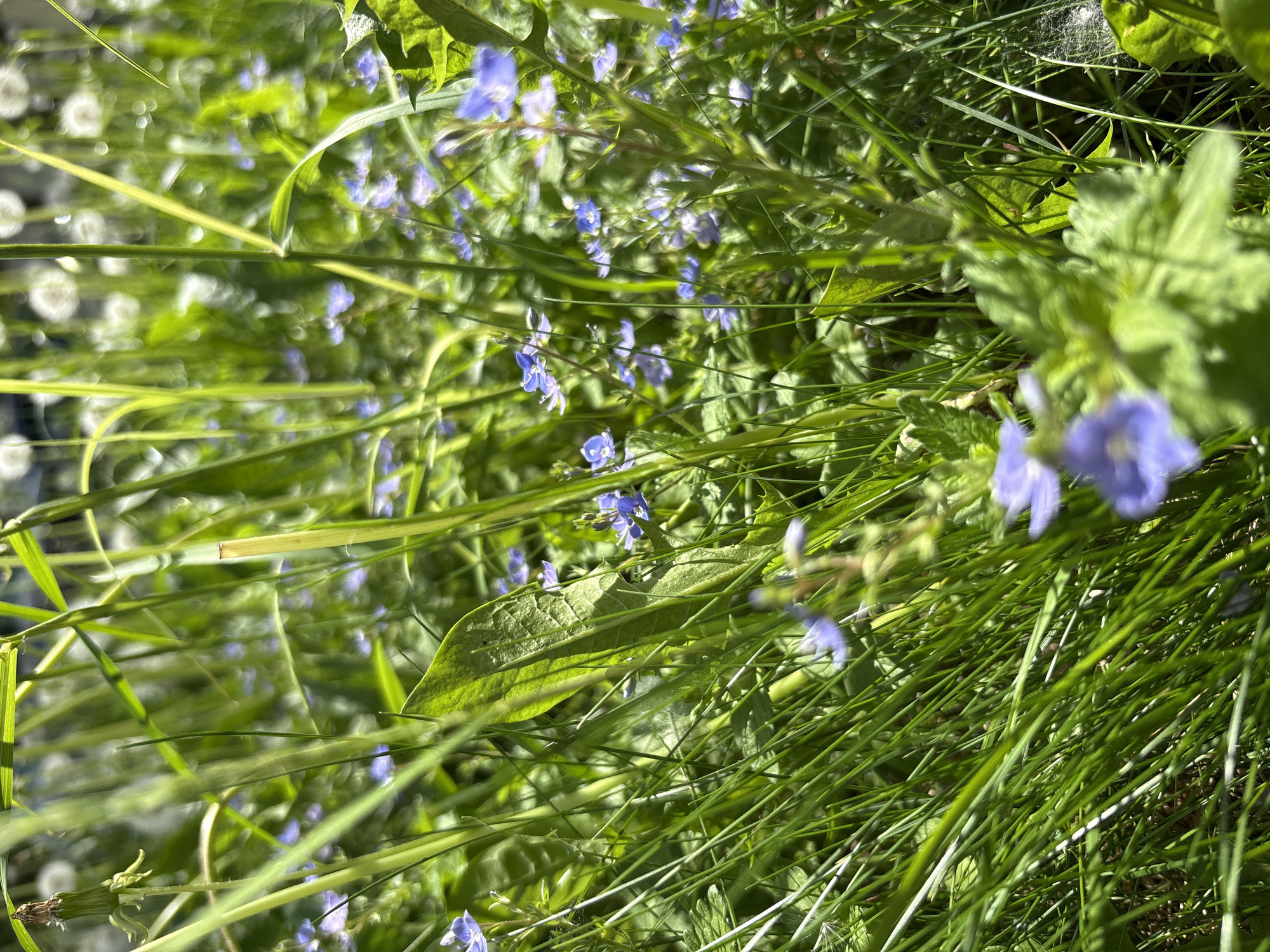 This is an outdoor scene filled with green grass and small blue flowers. The grass appears to be a mix of different types, with some blades longer and thicker, while others are finer and shorter. The small blue flowers are scattered throughout the grass, adding splashes of color to the green foliage. There is a leaf with pronounced veins lying among the grass and flowers, catching the sunlight.
The location is Chaikovsky, Russia.