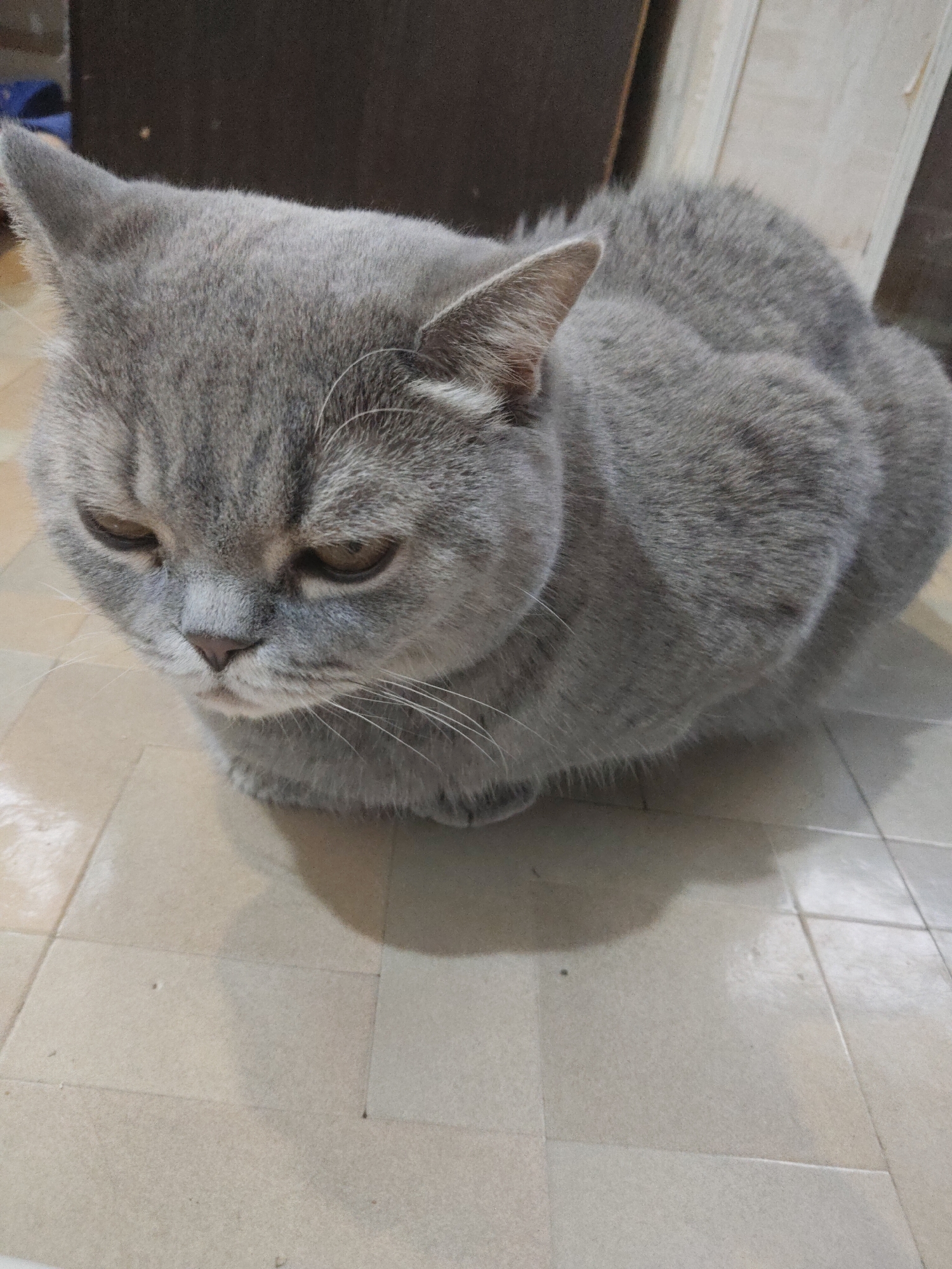 A gray British Shorthair cat is sitting on a tiled floor. The cat is hunched over, with its head down and eyes partially closed. The floor tiles are light brown or beige. The background is blurred, but appears to include dark brown wood paneling or furniture. The location is indoors.