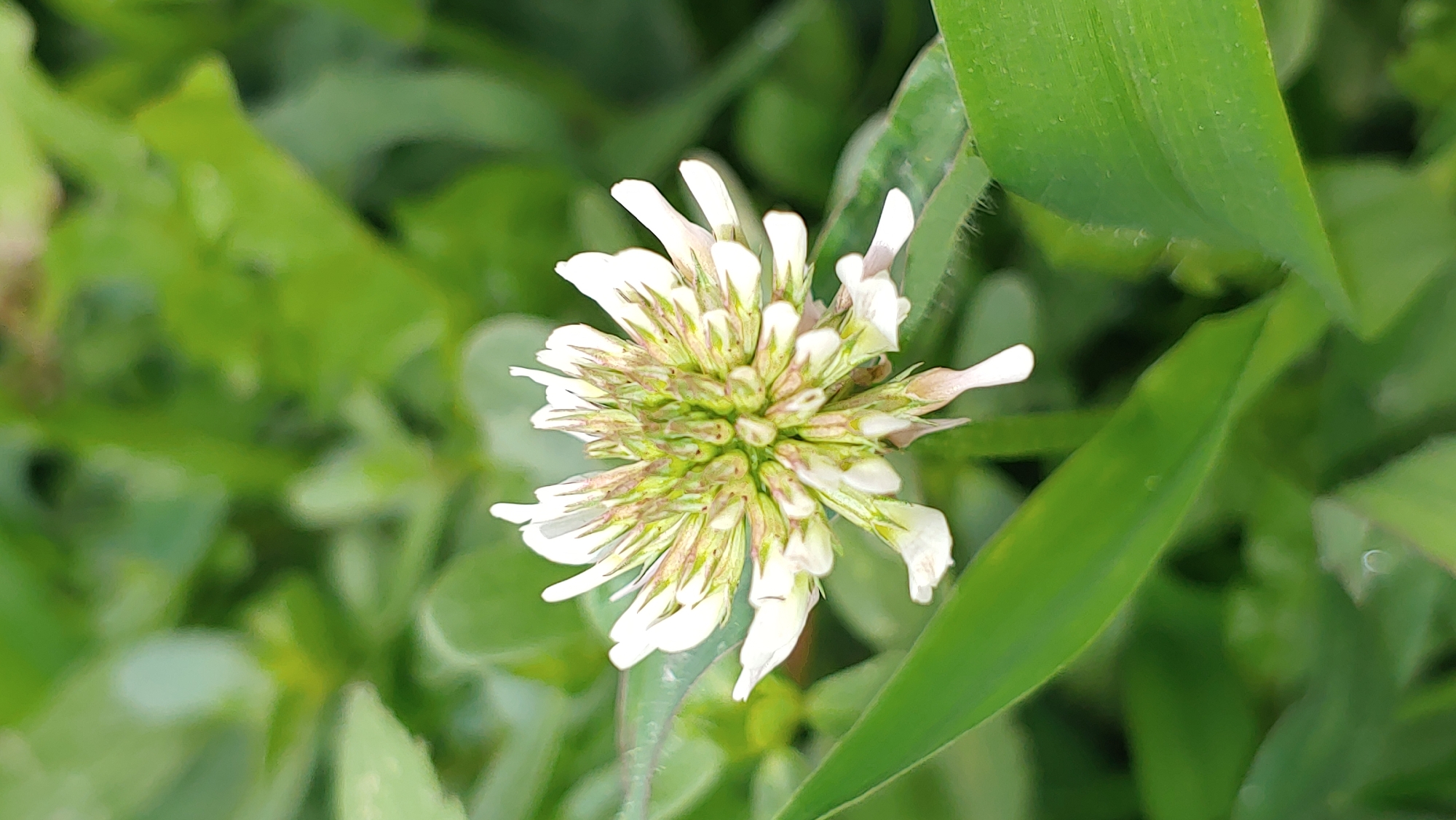 A close-up, vertical shot shows a white clover flower with delicate petals and a green and tan center, surrounded by blurred green foliage and leaves. The flower is in focus, with the background softly out of focus. The lighting suggests it is daytime, with natural light illuminating the scene. The setting appears to be an outdoor green space, possibly a park, garden, or natural area. There are no people or actions depicted in the image. This image could have been taken in the city of Mukachevo, Ukraine, in any of its numerous parks or green areas, such as Park Pobedy or the botanical garden.