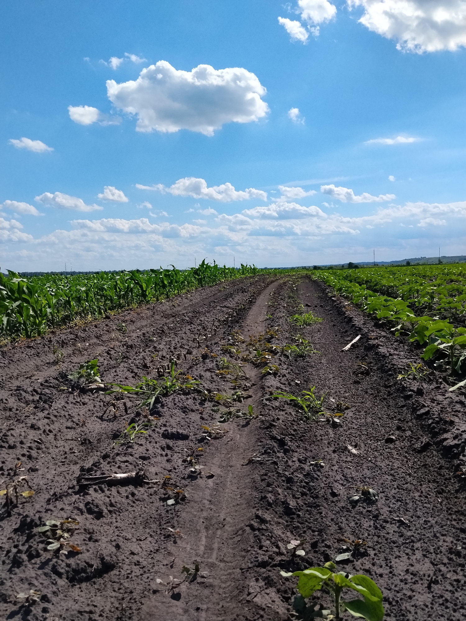 In Matyashivka, Ukraine, an outdoor scene captured from a low angle depicts a dirt road curving through a field under a bright blue sky dotted with white cumulus clouds. The road is flanked by rows of cultivated crops. On the left, a field of green corn stalks stretches into the distance. On the right, another field displays smaller, broader-leafed plants, possibly sunflowers, also extending towards the horizon. The soil appears dark and tilled, with some sparse weeds growing along the edges of the road and between the plants. In the far distance, a faint treeline is visible, with a few utility poles interspersed along the landscape. The overall impression is one of agricultural activity on a clear, sunny day.