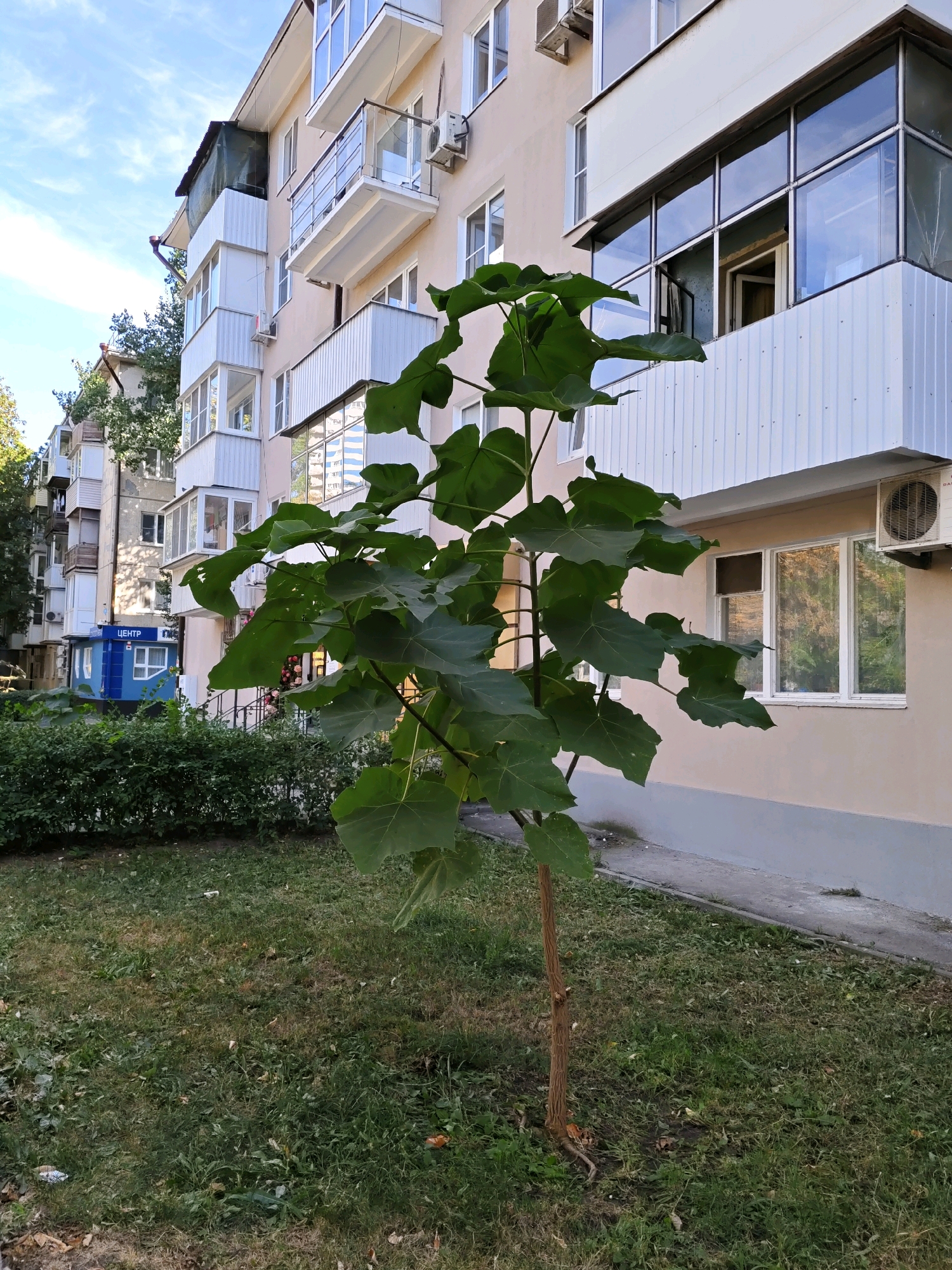 The image shows a young tree with large green leaves in the foreground, standing on a patch of grass. Behind the tree is a beige apartment building with balconies. The building has windows and air conditioning units. To the left of the building, there is a blue structure with the word "ЦЕНТР" (Center) written on it. The sky is blue with some clouds. The overall scene appears to be an urban setting in Rostov-on-Don, Russia, with the building and the blue structure indicating a residential or commercial area. There are no people visible in the image.