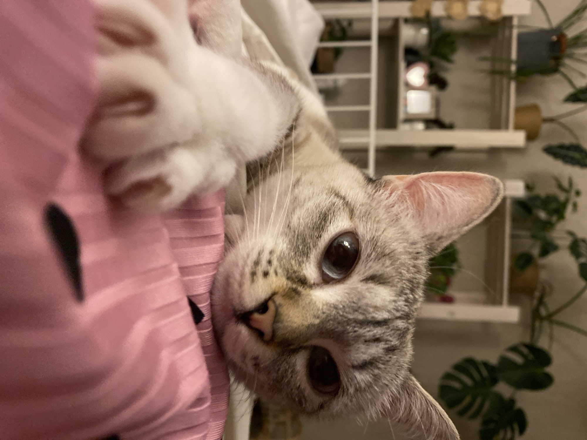 A light-colored cat with tabby markings is lying on its side on a pink fabric surface. The cat is looking towards the camera. The cat's paws are visible in the upper left of the image. The background includes a white shelf with plants. There is no evidence to suggest the location is Yekaterinburg, Russia.