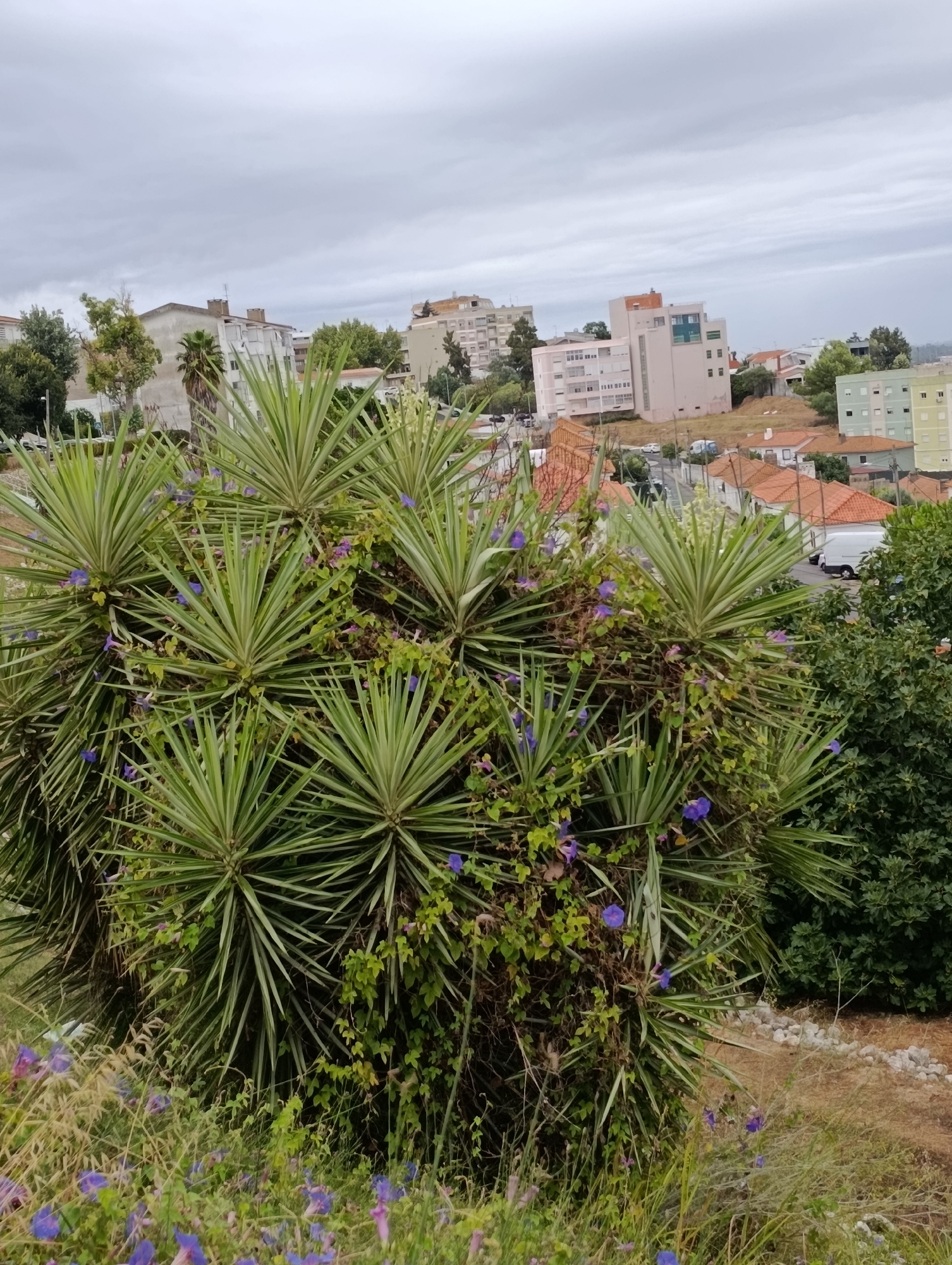This image, taken from a slightly elevated viewpoint, showcases a dense cluster of spiky green plants with prominent purple flowers, possibly morning glories, intertwined among them. The plants dominate the foreground, with their sharp, sword-like leaves radiating outwards. Beyond the lush greenery, a suburban or urban landscape unfolds under a cloudy sky. A street with parked cars and a white van is visible, lined with buildings of varying heights and architectural styles, some with orange tile roofs and others with modern facades in pastel colors. The overall impression is a blend of nature and urban development, suggesting a location in Setúbal, Portugal, where such vegetation is common alongside residential areas.