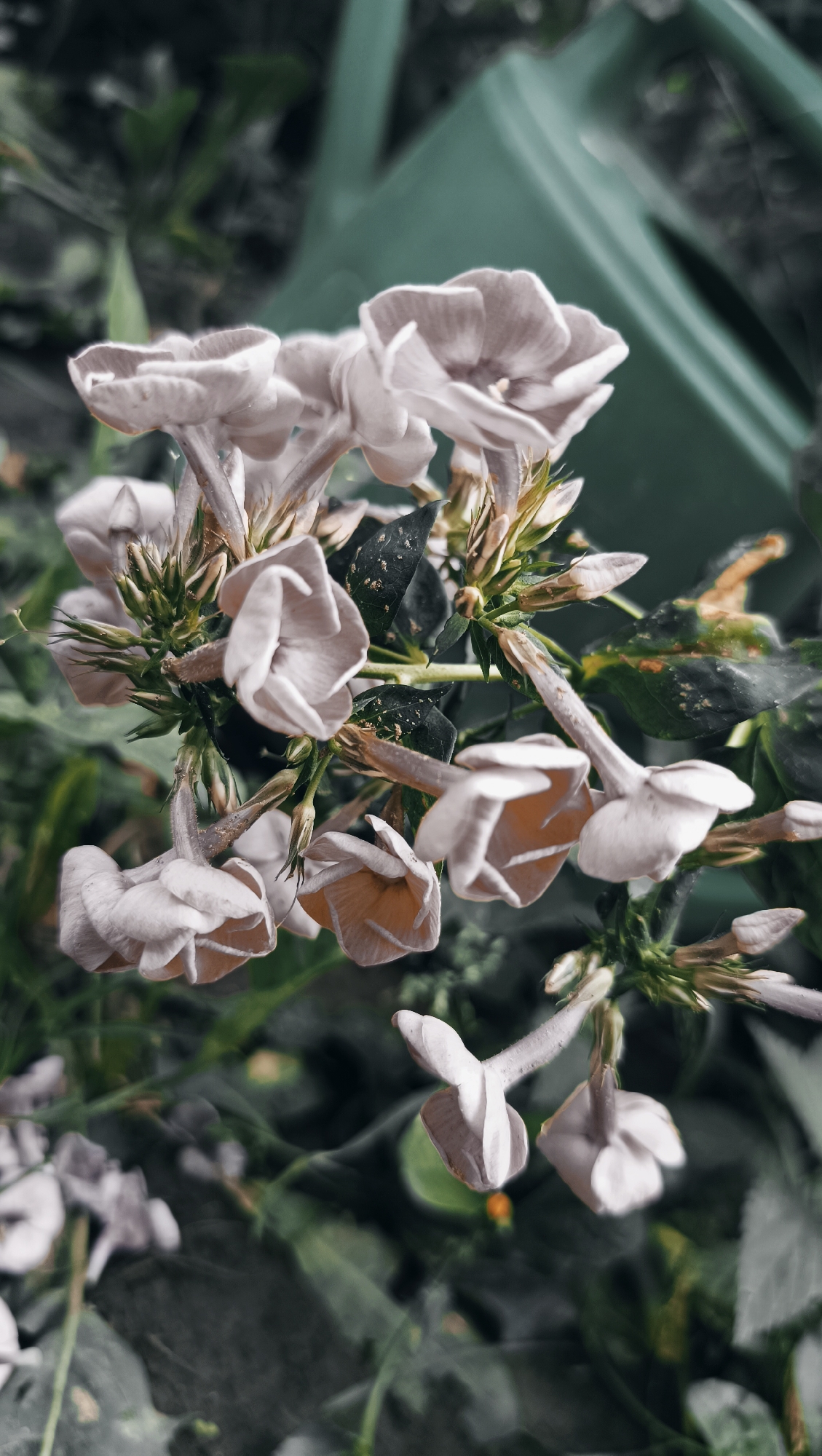 A close-up, low-angle shot features a cluster of delicate, pale white flowers. The flowers, with their trumpet-shaped blooms and visible stamens, are arranged on thin stems against a blurred background of dark green foliage and a muted teal object, possibly a watering can. The lighting is soft, highlighting the textures of the petals and the subtle shadows. The overall mood is one of natural beauty and tranquility.