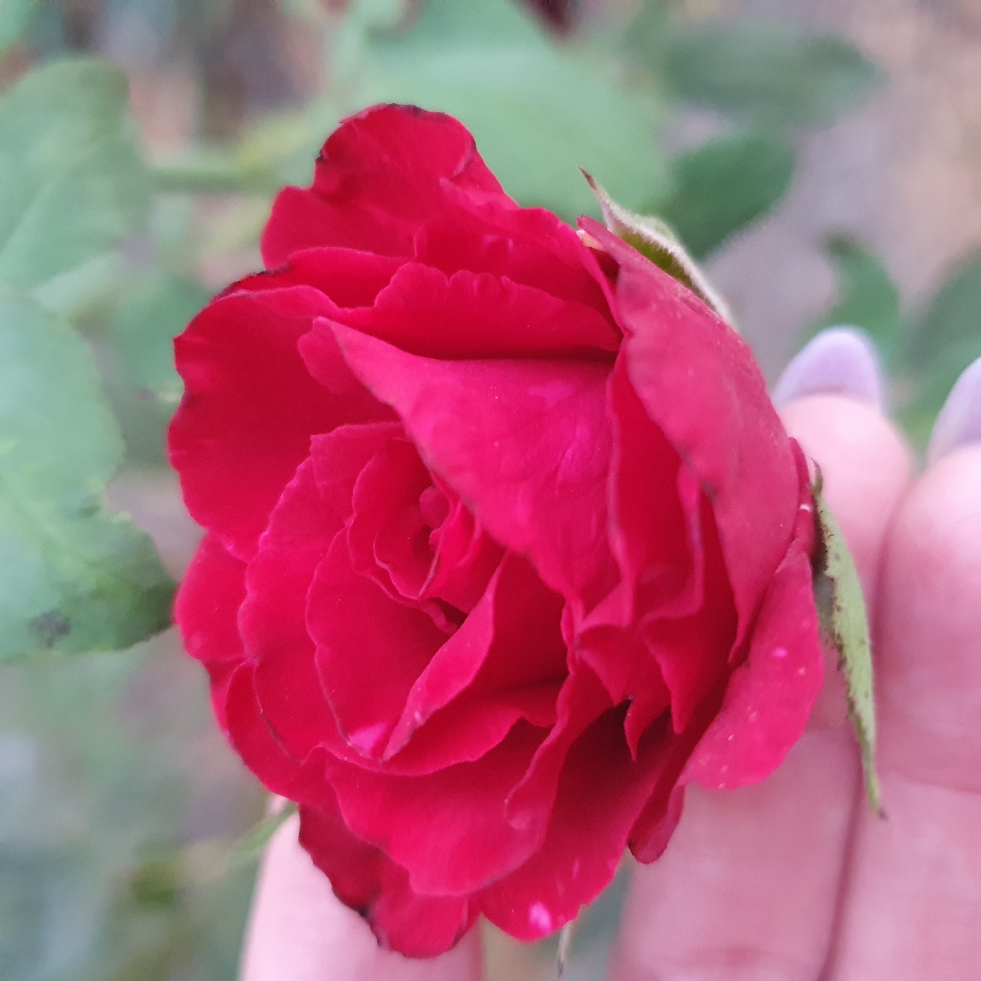 A close-up, low-angle shot focuses on a vibrant red rose bloom, its petals intricately layered and unfurling. A hand, with pale skin and light lavender-colored fingernails, gently supports the base of the rose. The background is softly blurred, showing out-of-focus green foliage and hints of earthy tones, suggesting an outdoor setting. The image was taken in Starominskaya, Russia.