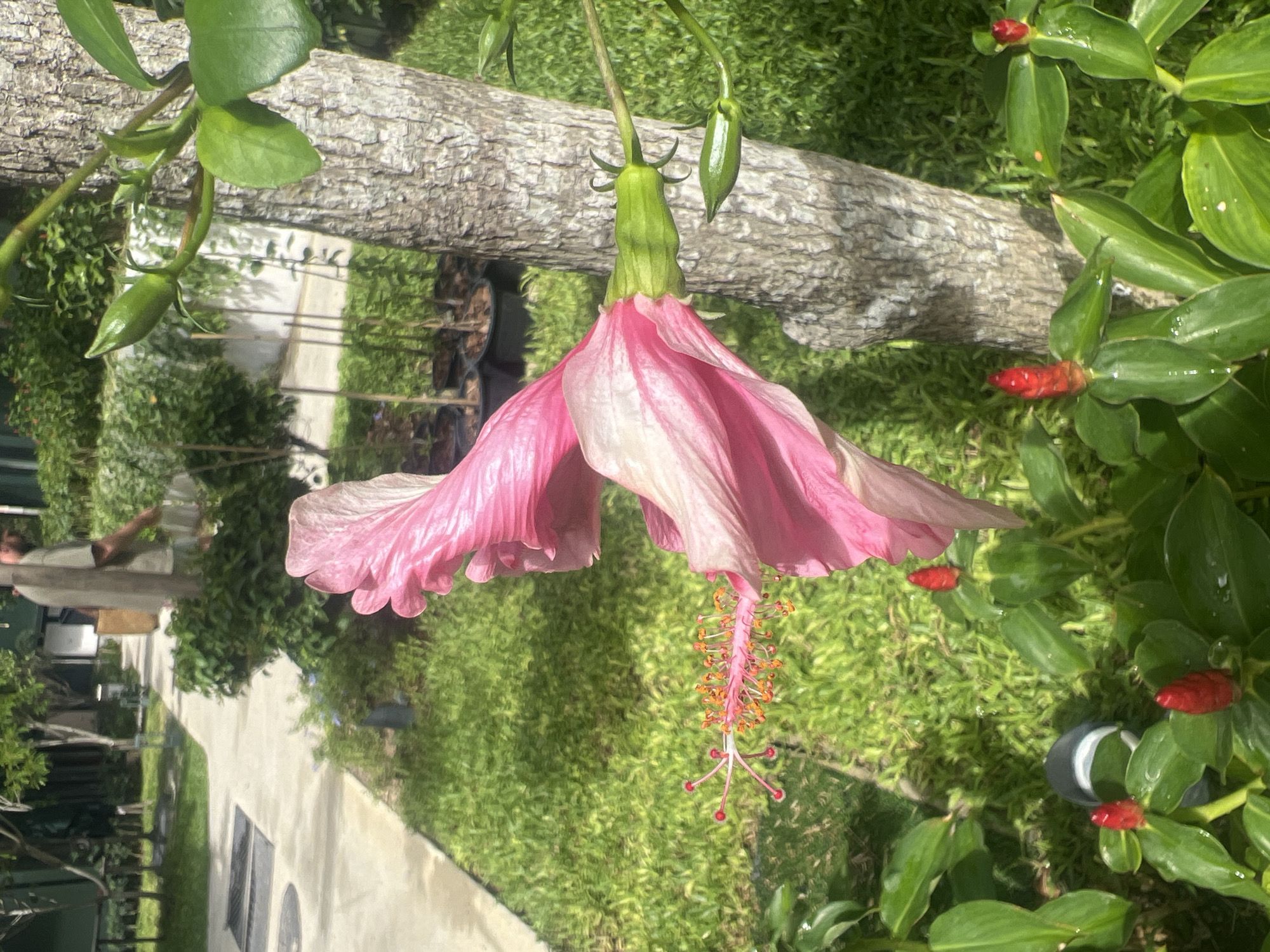 In the city of Ko Samui District, Thailand, a close-up of a vibrant pink hibiscus flower dominates the foreground, its delicate petals unfurling beside the textured bark of a tree. The flower's stamen, tipped with bright orange pollen, extends outwards, a stark contrast to the soft pink of the petals. Below the hibiscus, a cluster of red ginger flowers adds a splash of intense color to the lush green foliage.
In the background, a paved walkway meanders through a verdant garden, bordered by manicured grass and more tropical plants. The dappled sunlight filtering through the trees creates a serene, tranquil atmosphere. A person, partially visible, walks along the path, their presence adding a sense of depth and scale to the scene. The overall impression is one of natural beauty and peaceful ambiance, characteristic of a tropical paradise.