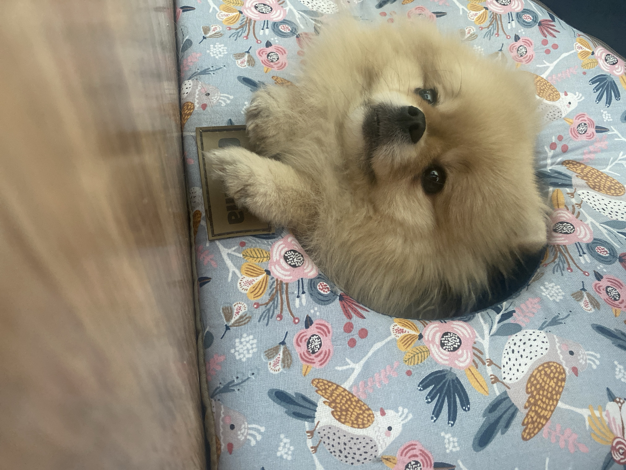 A Pomeranian dog rests on a floral-patterned dog bed beside a wooden object. The dog is light brown and fluffy with a black nose. The bed has a light blue background with pink flowers and bird patterns.