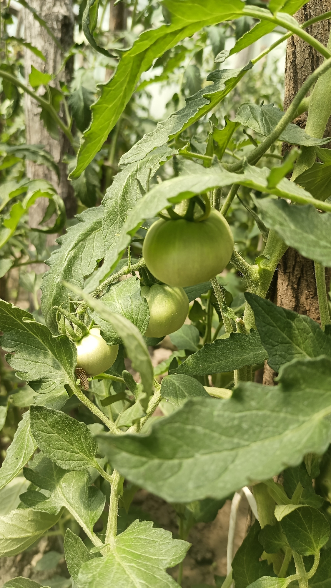 The image shows unripe green tomatoes on a tomato plant, growing among green foliage and supported by a tree trunk-like structure. The location is uncertain but presumably within Muzga, Bulgaria. No people or specific actions are visible. The focus is on the tomatoes and surrounding plant structure within a likely greenhouse or garden environment.