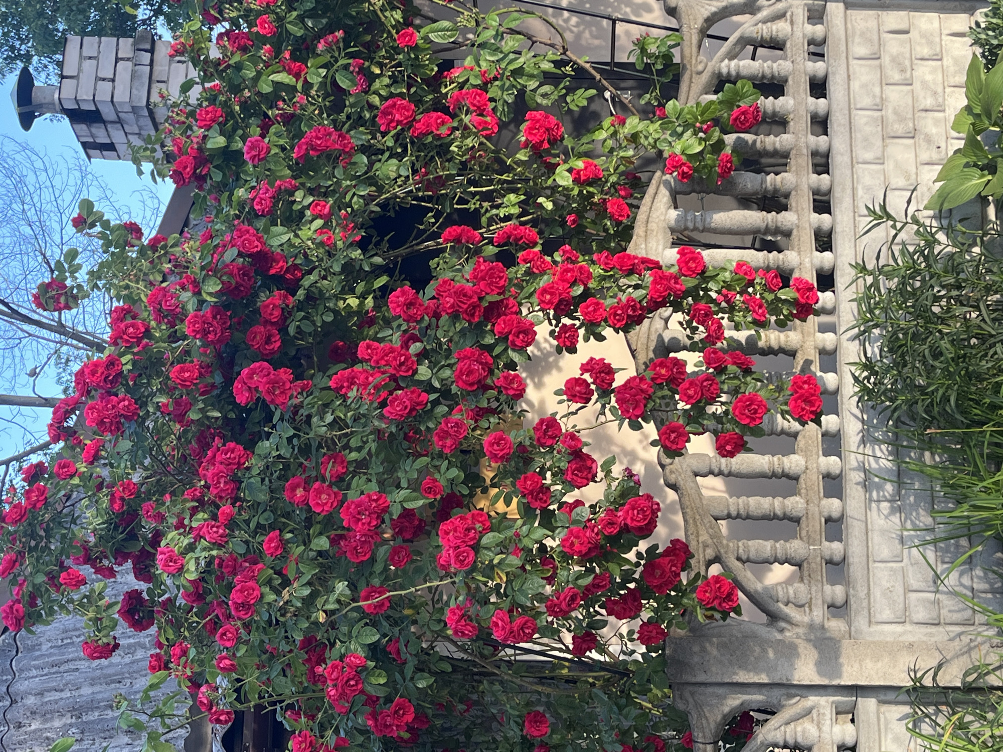 An outdoor, eye-level, full shot captures a dense cluster of bright red roses climbing over a grey concrete fence. The roses are in full bloom, with many individual flowers and buds scattered throughout the greenery. The fence is ornate with carved details and cylindrical posts. Behind the fence, a portion of a grey, textured roof is visible, as is a brick chimney with a metallic cap. The sky above is a clear blue, and some trees can be seen in the background. The scene is lit by natural daylight, creating shadows from the fence and foliage. No people are present.