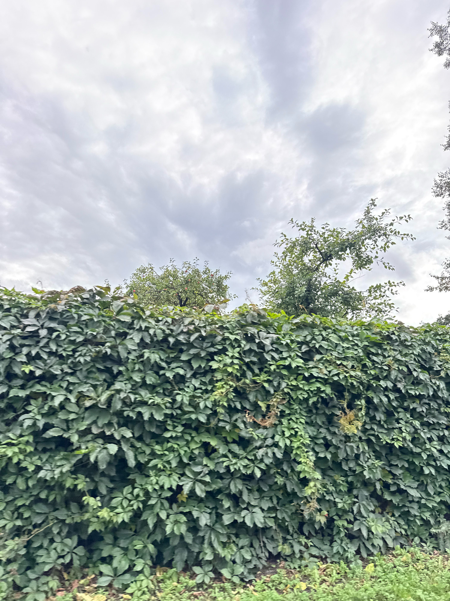 The image shows a dense green ivy-covered wall in Tallinn, Estonia. Above the wall, the branches of a tree with red apples are visible against a cloudy sky. The ivy is thick and covers the entire wall, with some of the leaves appearing dry or withered. The ground beneath the wall is covered in grass and fallen leaves. The overall impression is one of an overgrown garden or natural setting.