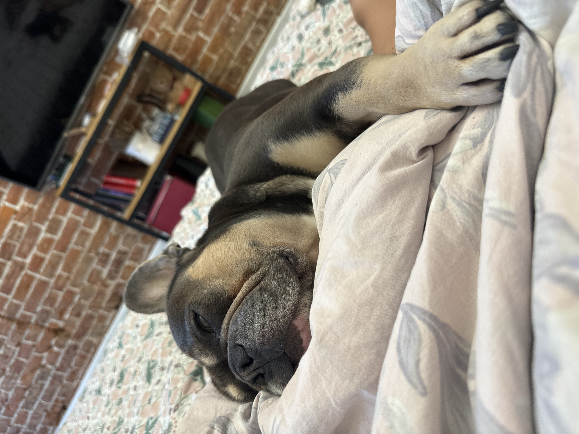 A French bulldog puppy is sleeping on a bed with patterned sheets. The puppy is dark grey with tan markings on its face and legs. Its eyes are closed and its head is resting on a light pink blanket. In the background, a brick wall and a shelf with books and decorative items are visible. The scene appears to be indoors. The specific location in Saint Petersburg, Russia, cannot be determined from the image.