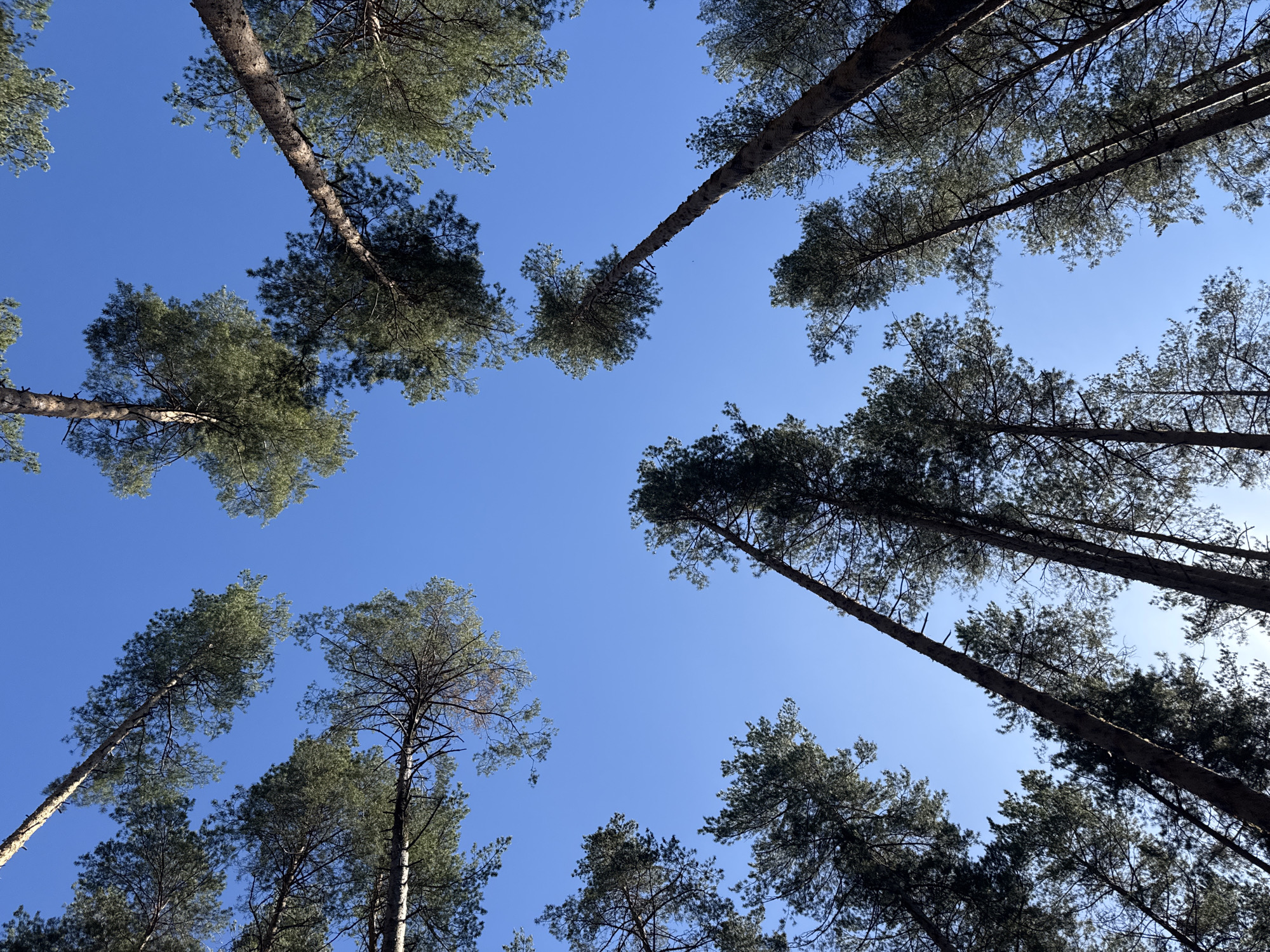 The image depicts a view looking up at a canopy of trees against a clear blue sky. The trees are tall and slender, their trunks rising into the sky. The branches are covered with dense green foliage. The photo may have been taken in Chaikovsky, Russia, based on the prompt. There are no people or other objects visible in the picture. The scene is set in a forest environment, suggesting a peaceful and natural setting.