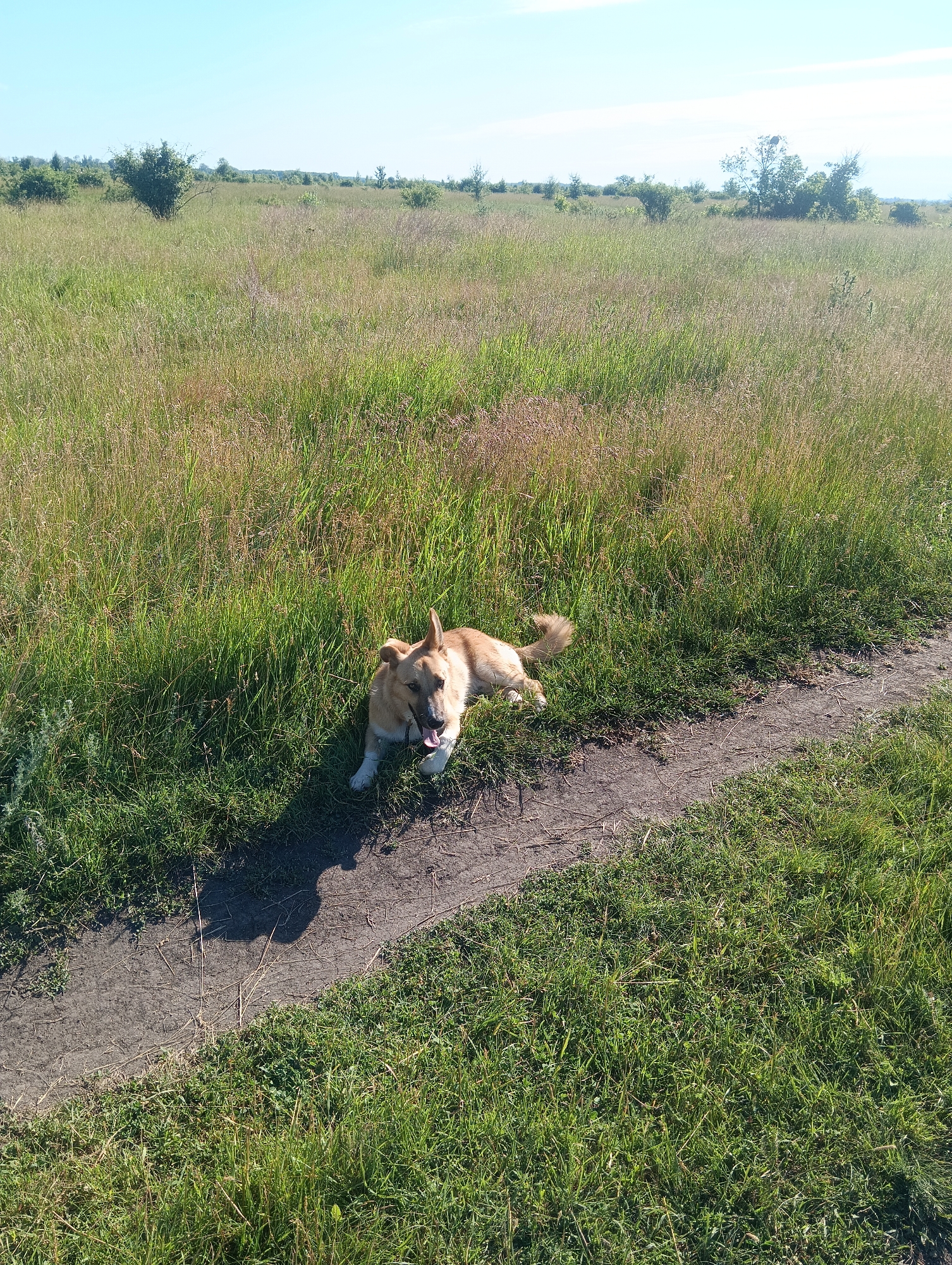 In a rural landscape under a clear sky, a tan dog with pointed ears lies on its side in the grass next to a dirt path. The dog's mouth is open, its tongue hanging out, and its tail is curled. The path curves diagonally across the foreground, bordered by tall green grass and some dry weeds. In the background, a vast field stretches to the horizon, dotted with small trees and shrubs. The sun casts a shadow of the dog onto the path.