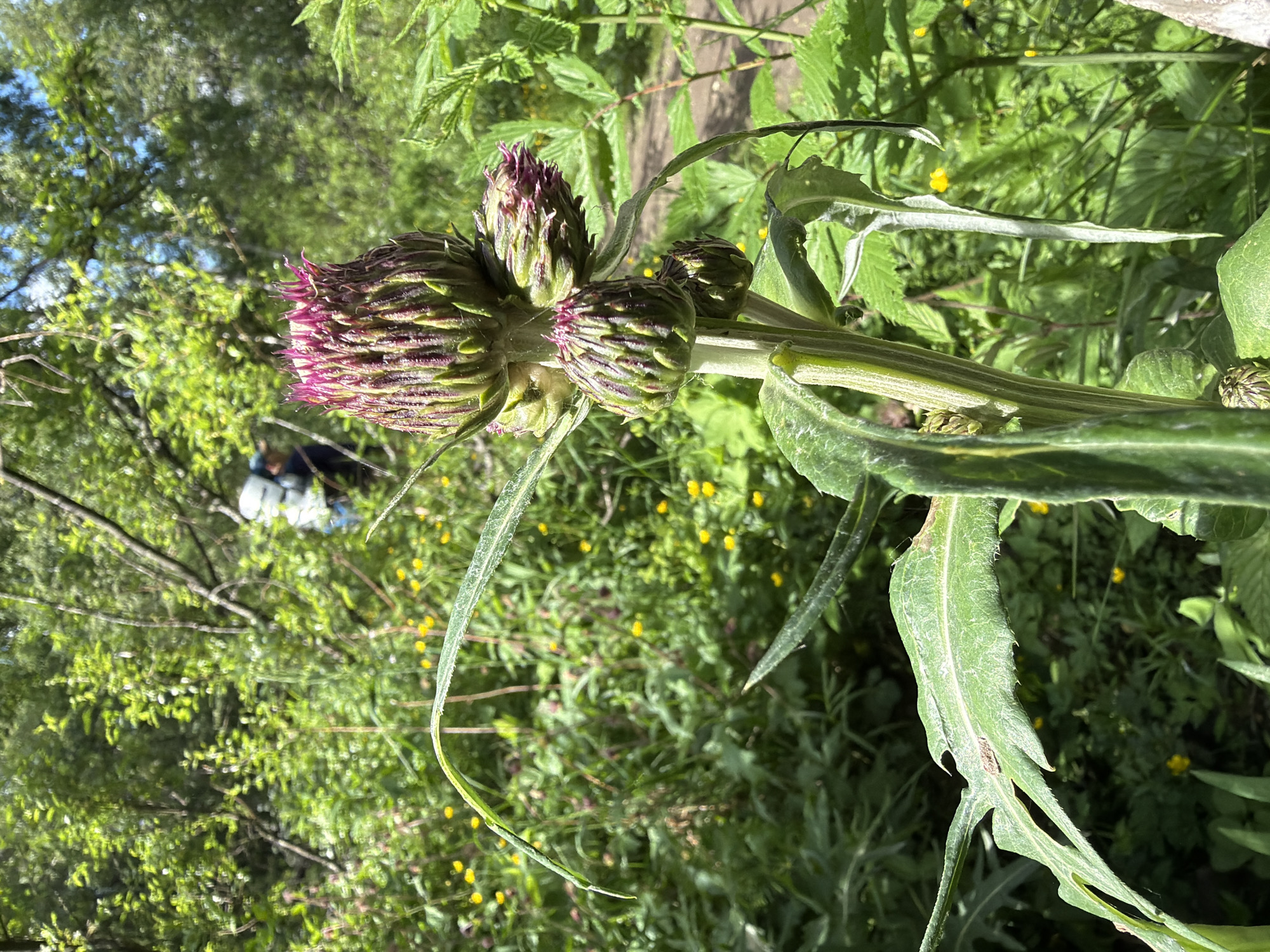 A close-up shot captures the upper portion of a thistle plant with a large, unopened bud and several smaller buds. The main bud is a vibrant purple and green, with spiky bracts. Several large, green, serrated leaves extend from the stem. The background is a blur of lush green foliage, with small yellow flowers scattered throughout. A person wearing a backpack and a blue hat is visible in the distance, walking on a path. The scene suggests a natural, outdoor environment, possibly a park or trail. The lighting indicates it is daytime, with sunlight filtering through the trees. This image appears to have been taken in the city of Kuznechnoye, Russia, given the contextual information.