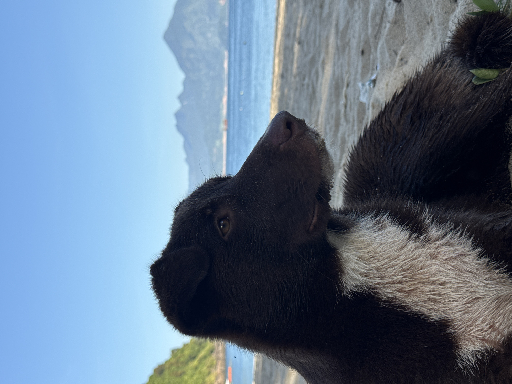 A close-up, low-angle, rotated view of a dark-colored dog with a white patch on its chest lying on a sandy beach. The dog is looking upwards and to the right, with its ears perked and its eyes open. The beach sand is visible in the foreground, and the sea with gentle waves stretches out behind it. In the background, mountains are silhouetted against a clear, bright blue sky. The lighting suggests it is daytime. The scene appears to be a relaxed moment at the beach, possibly in Đà Nẵng, Vietnam, given the mountainous coastline. No text is visible.