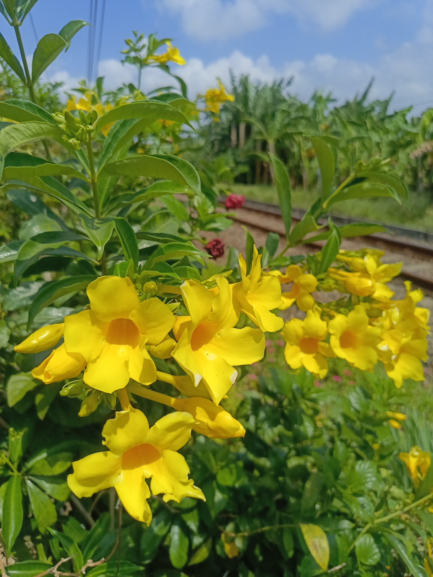 The image displays a cluster of vibrant yellow trumpet-shaped flowers in the foreground, with lush green foliage surrounding them. In the background, a railway track is visible, flanked by greenery and trees, suggesting a semi-rural or natural setting. The sky above is a clear blue with scattered white clouds. The location is described as Desa Gunungsimping, Indonesia. There are no people or animals present in the image, nor any specific actions or interactions taking place. The scene is static and focuses on the natural beauty of the flowers and their environment.
