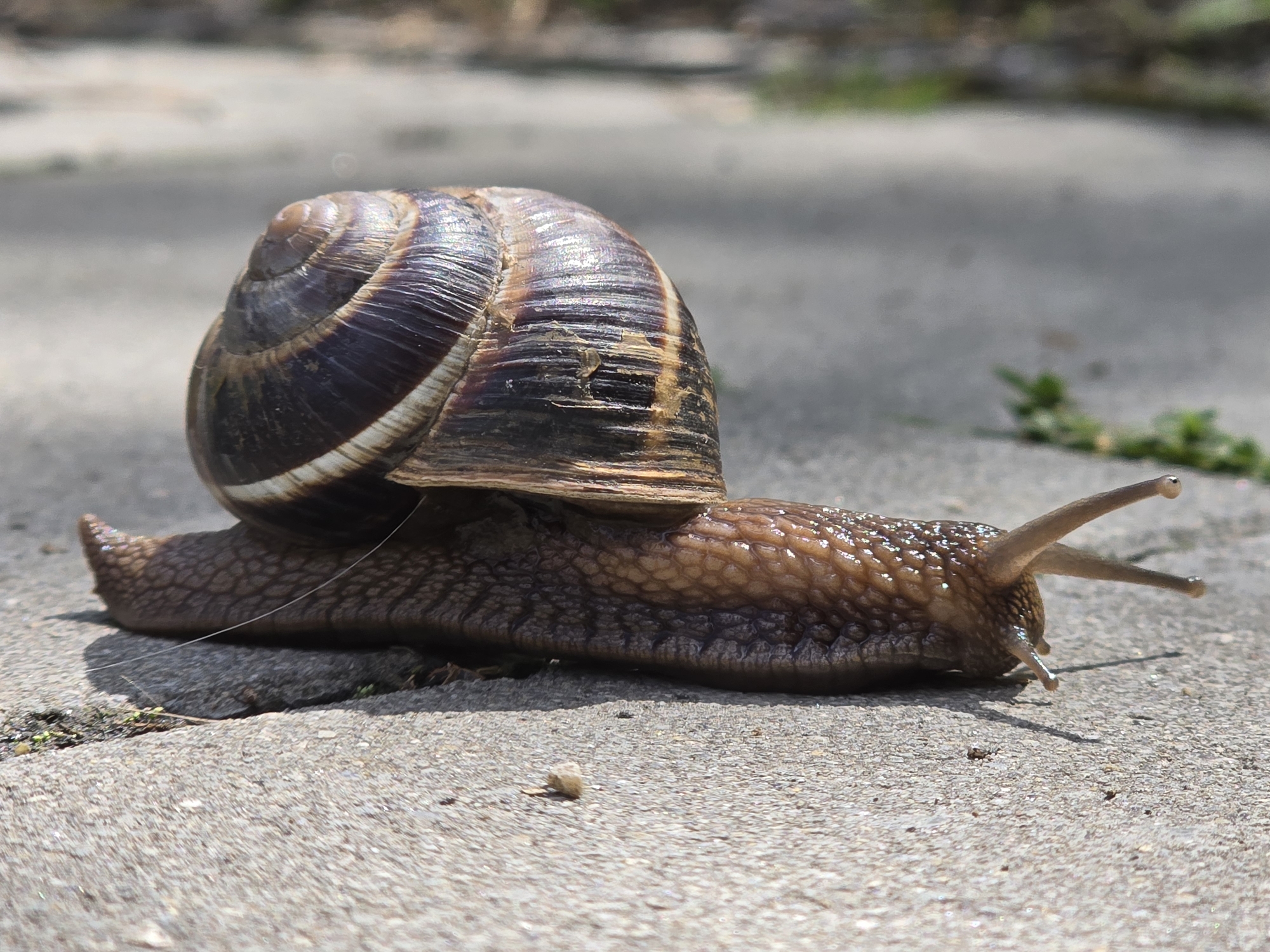 A large garden snail is captured in a close-up, low-angle shot, likely on a sunny day given the bright highlights and distinct shadows. The snail, with its textured, brownish body, is positioned centrally, facing towards the right side of the frame. Its two prominent eye stalks (tentacles) are extended forward, each tipped with a small eye. A smaller pair of tentacles is visible beneath these.
The snail's shell, a prominent feature, displays a spiral pattern with shades of dark brown, reddish-brown, and lighter tan bands. It has a slightly iridescent sheen, particularly noticeable on the ridges and curves, which the cropped images highlight. The body of the snail appears moist and shiny, possibly covered in mucus, with a bumpy, ridged texture along its foot.
The setting appears to be an outdoor paved surface, likely concrete or asphalt, indicated by the coarse, grayish texture of the ground. Small pebbles are scattered on the surface, and faint bits of green vegetation are visible in the background and near the snail. A thin, light-colored thread or string lies on the ground next to the snail's body on the left side. The background is softly out of focus, suggesting a shallow depth of field, which keeps the snail as the primary subject. No text is visible in the image.