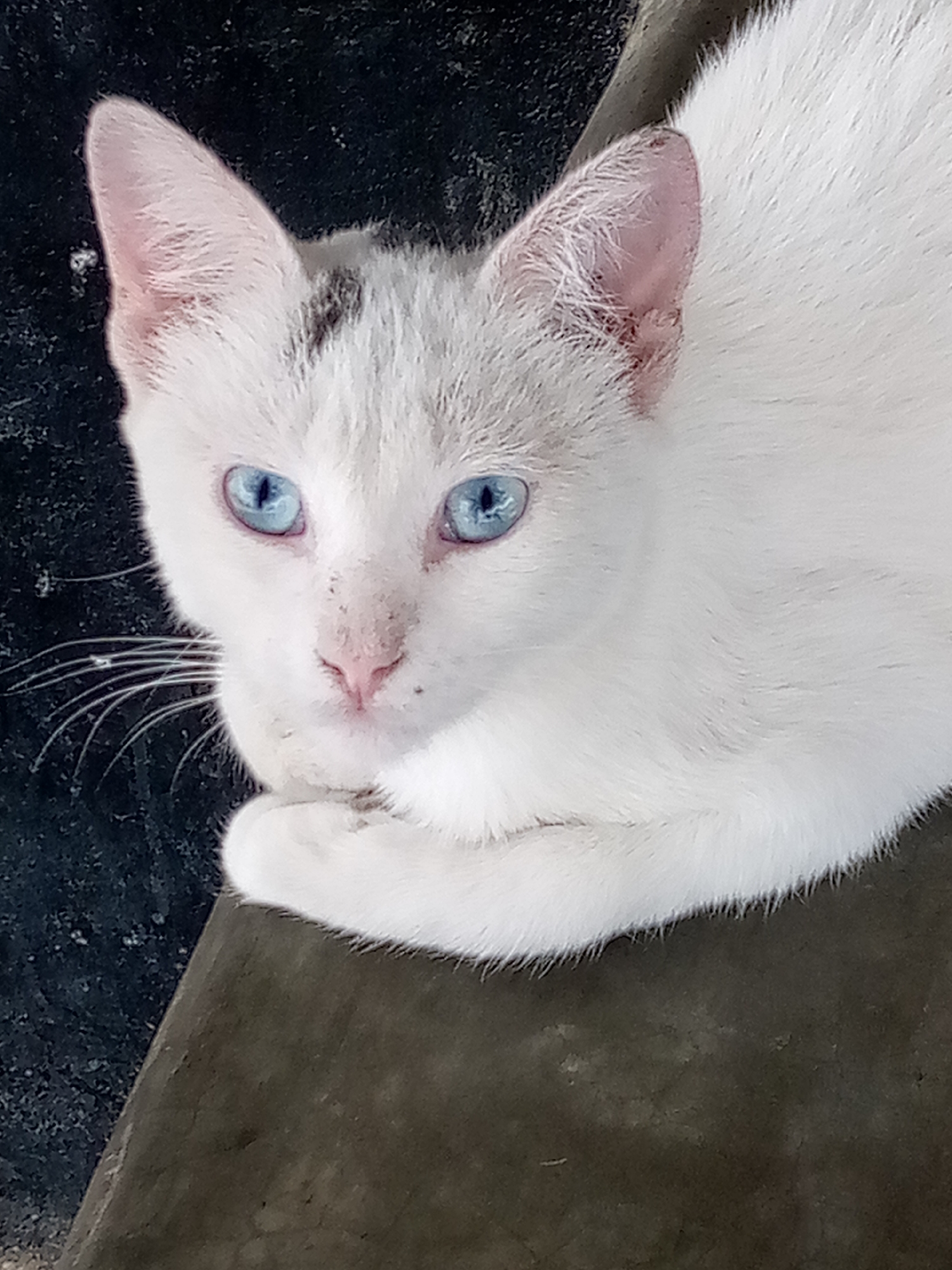 A white cat with bright blue eyes is lying down, looking directly at the camera. The cat has light pink ears and a pink nose. A small patch of dark fur is visible on its forehead. The cat is positioned on a dark, textured surface, possibly concrete, which transitions to a rough, black background. There are no people or any other animals visible in the frame. The lighting suggests an outdoor or dimly lit indoor environment. The location is not specified within the image itself.