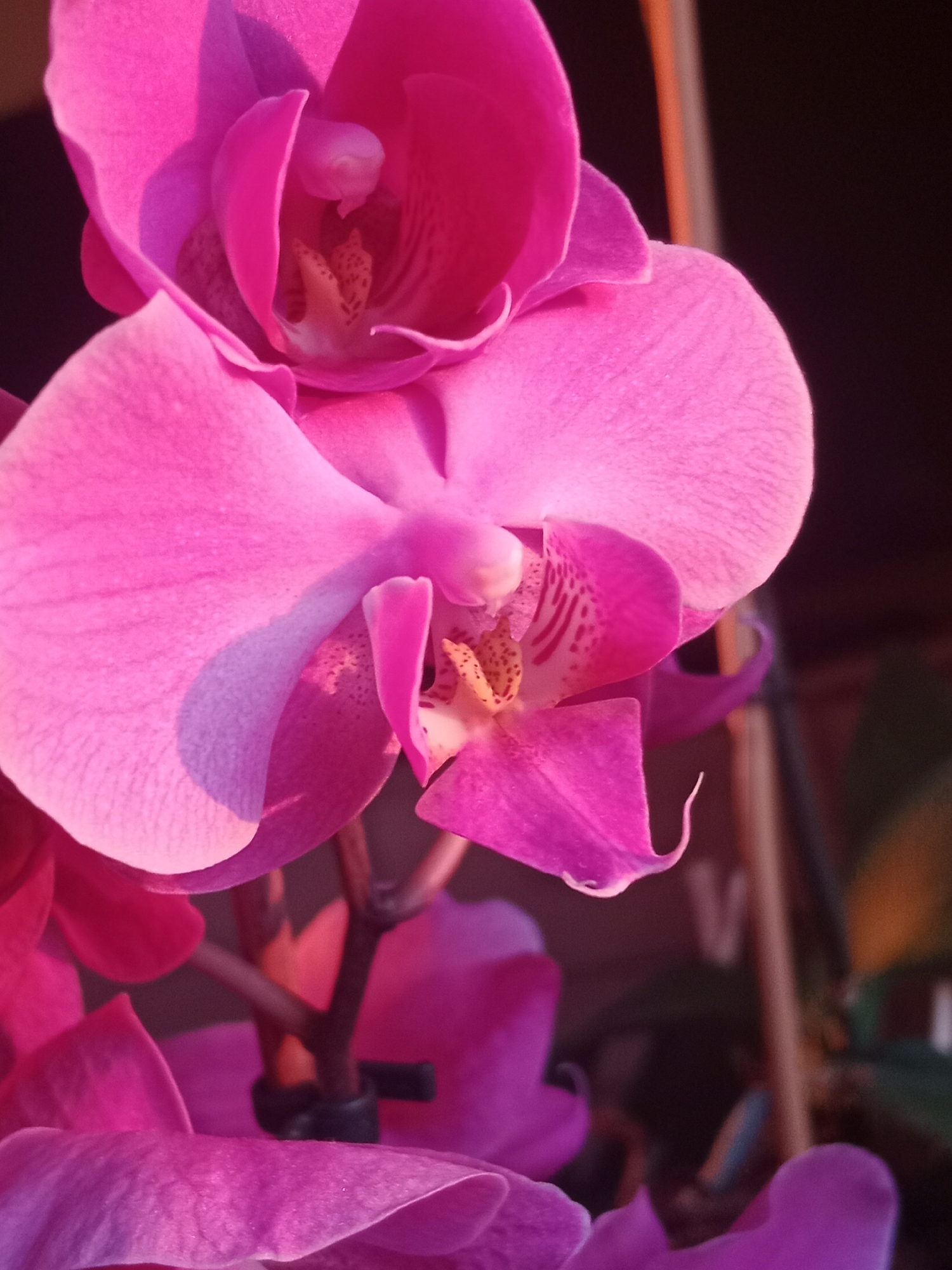 A close-up, brightly lit photograph captures the intricate details of several vibrant pink orchid blooms against a dark, out-of-focus background. The petals of the orchids exhibit subtle variations in hue and texture, with some areas showing a soft sheen and others a more matte finish. Delicate veins are visible on some petals, adding to their natural beauty. The center of the flowers reveals the inner structures, including speckled markings. The lighting creates soft shadows that accentuate the three-dimensional form of the blossoms. The image is a still life, focusing entirely on the floral subject.