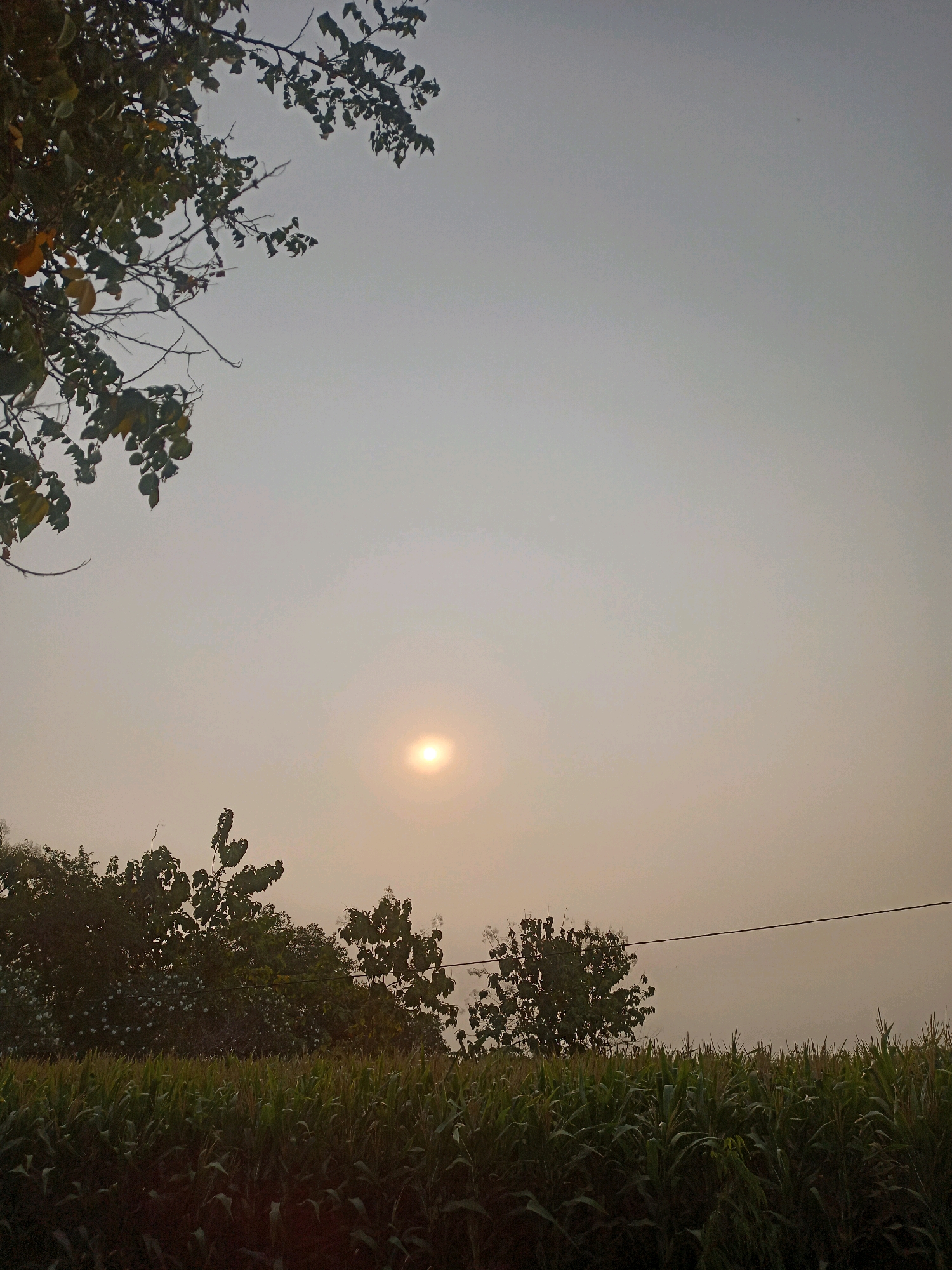 The image depicts an outdoor scene at dusk or dawn, with the sun appearing as a bright, hazy orb in the pale sky. In the foreground, a field of mature corn stalks is visible, showing green leaves and tassels. Beyond the cornfield, a line of trees with dark foliage forms a natural barrier. A thin black wire, likely a utility line, stretches horizontally across the middle ground, supported by unseen poles. Overhead, the branches and leaves of a tree frame the upper left corner of the image. The overall atmosphere is hazy and diffused, suggesting a light fog or atmospheric dust. The location is identified as Hadiluwih, Indonesia.