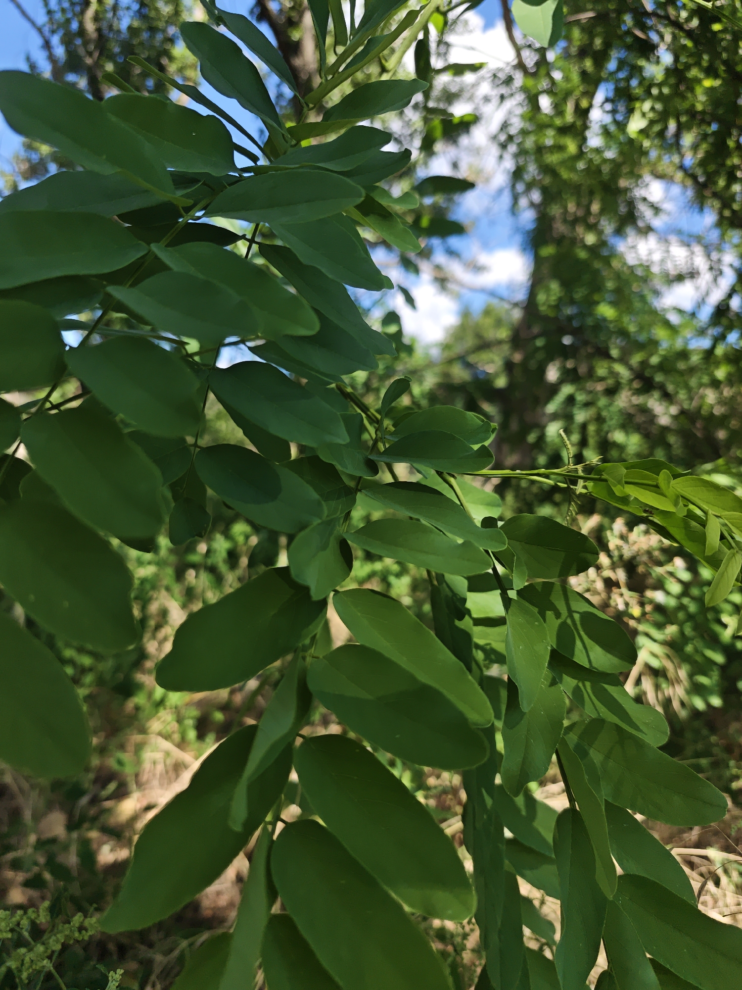 A close-up, low-angle outdoor shot focuses on a branch of green leaves extending from the left side of the frame towards the right. The leaves are ovate and are arranged alternately on the stem. The background is blurred, showing dappled sunlight filtering through more distant foliage, a bright blue sky with scattered white clouds, and hints of dry grass and brown soil on the ground below. The scene is natural and appears to be in a wooded area or park.