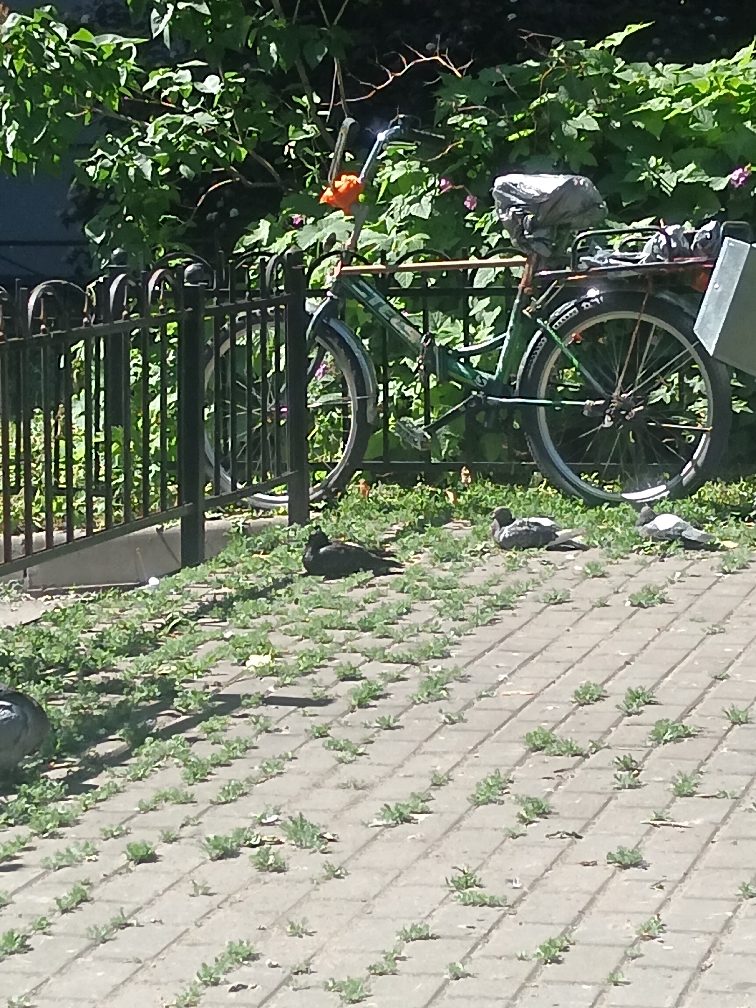 In this media file, a green bicycle with a basket and a bag is parked near a black metal fence. Several pigeons are resting on the ground in front of the fence and the bicycle. The scene is set outdoors, with lush green foliage and some pink flowers visible behind the bicycle and fence, suggesting a park or garden setting. The ground is covered with a mixture of grass and paving stones. The lighting suggests it is daytime, with the sun casting shadows. There is no visible text in the image. The overall mood is peaceful and ordinary, capturing a moment of nature and urban elements coexisting.