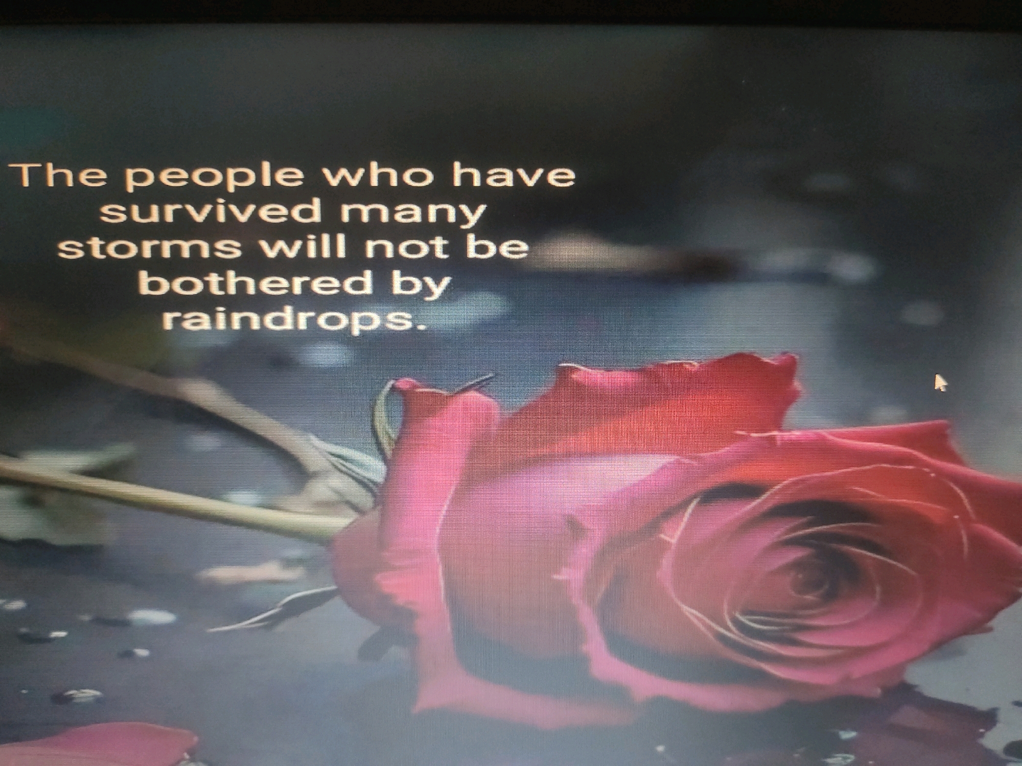 The image displays text superimposed over a close-up of a red rose with water droplets. The text reads: "The people who have survived many storms will not be bothered by raindrops." The background is dark and blurry, with some diffused light sources. There is no discernible urban environment or location within Gujranwala City Tehsil, Pakistan. The image appears to be a digital graphic or a photograph of a screen displaying this text and imagery.