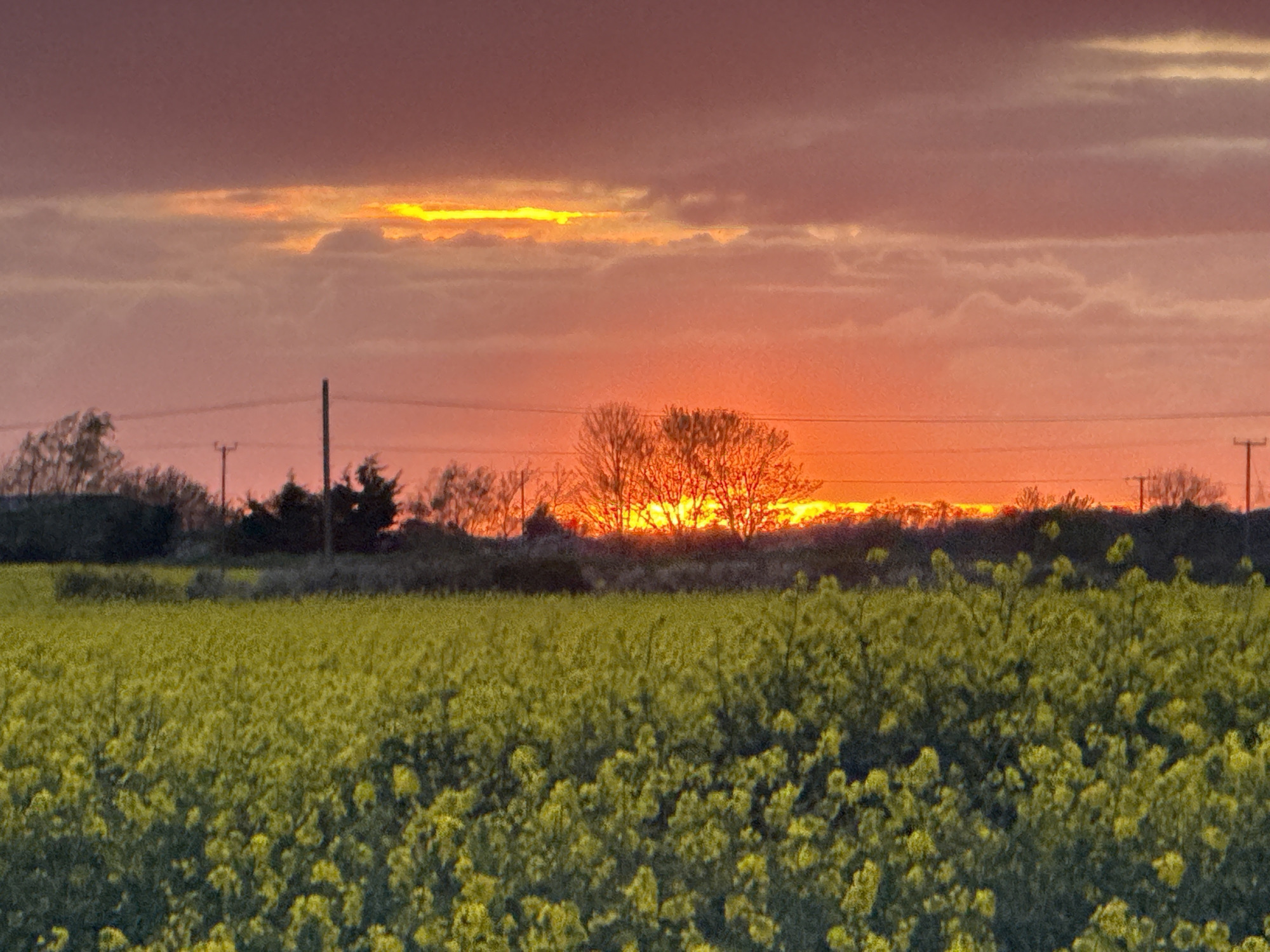 A field of yellow flowers occupies the foreground. In the background, trees form a dark silhouette against a vibrant sunset of red, orange, and yellow hues. Utility poles are visible, silhouetted against the sunset. The sky is covered with layers of clouds tinged with colors reflecting the setting sun. The location is the countryside near Great Yarmouth, United Kingdom.