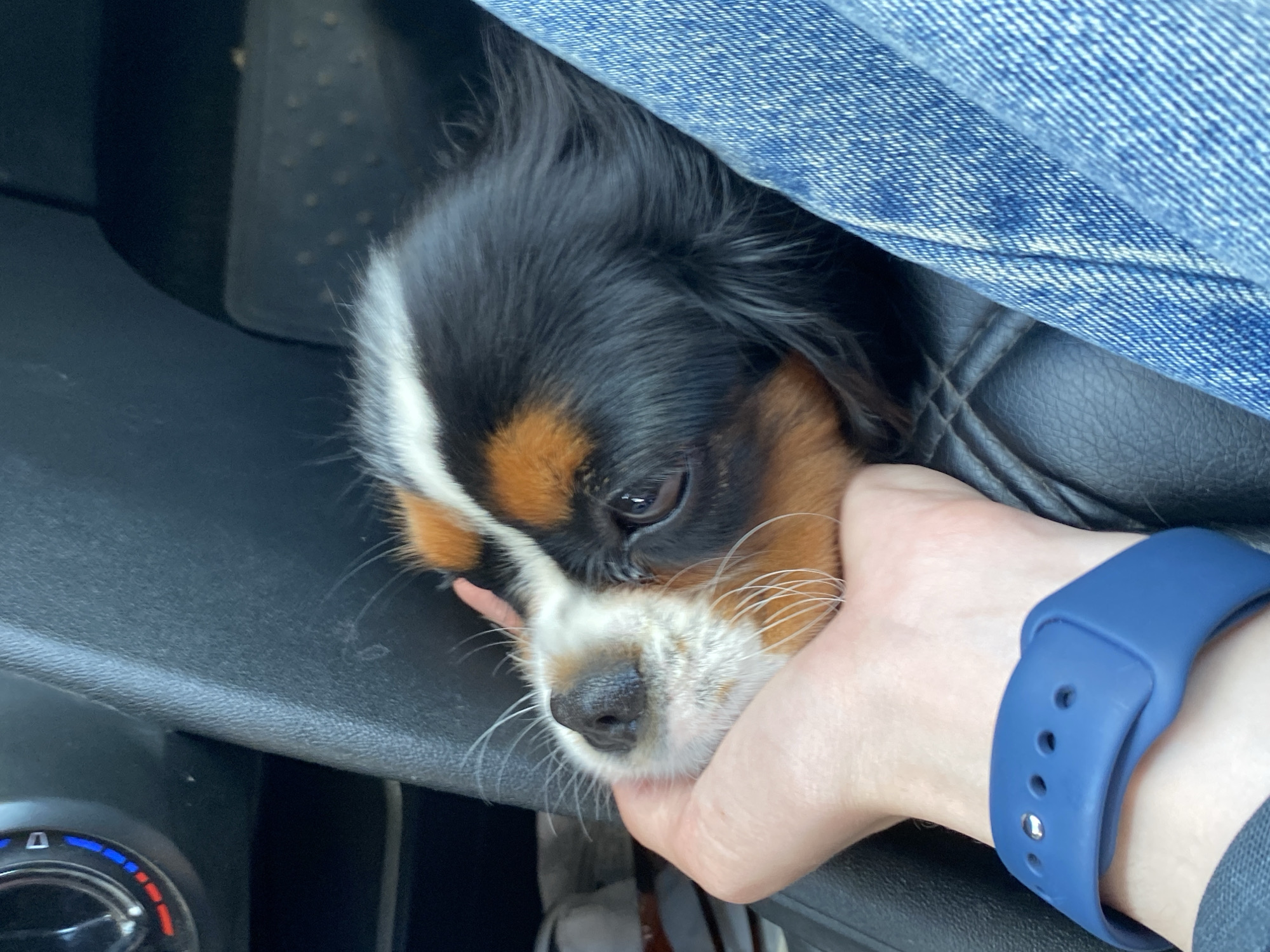 A tri-color Cavalier King Charles Spaniel puppy is held by a human hand in a car. The puppy's head is resting on the hand, with its eyes closed. The puppy's fur is black, white, and tan. The hand is wearing a blue watch. The car's interior is visible in the background, including a black leather seat and part of the dashboard. The scene appears to be a typical car interior in Votkinsk, Russia.