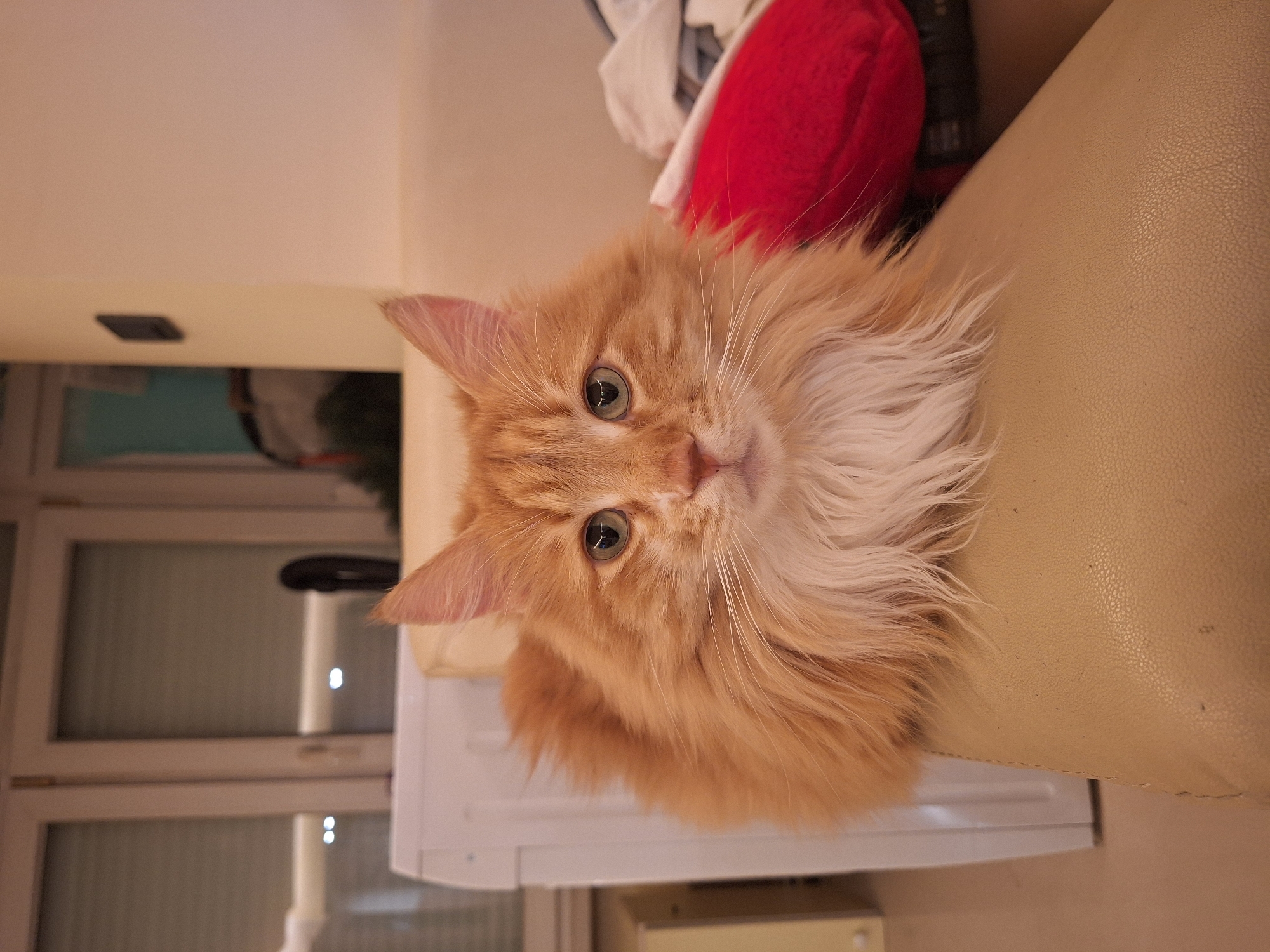 A medium shot depicts an orange Maine Coon cat sitting on the arm of a beige leather sofa. The cat is positioned in the right-center of the frame, facing towards the camera. Behind the sofa, there is a red pillow and other items partially visible. In the background, out-of-focus, there are white-framed windows and a blurred interior space. The photograph was likely taken indoors. There is no indication of the location being in Varna, Bulgaria.