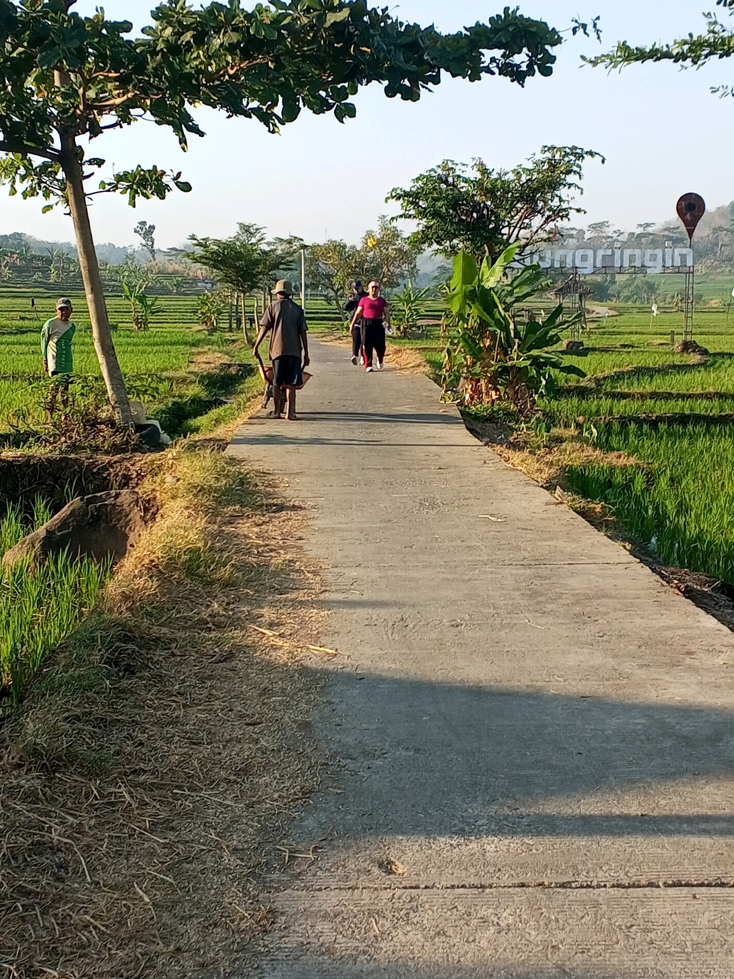 In Kedungringin, Indonesia, a paved path winds through lush green rice paddies under a bright, clear sky. On the left side of the path, a man in a green and white shirt stands near a tree. Further down the path, a man wearing a grey shirt and dark shorts pushes a wheelbarrow. In the distance, a woman in a pink shirt and black pants walks away from the camera. Behind them, a large sign reads "Kedungringin." The surrounding landscape is dominated by the vibrant green of the rice fields, interspersed with trees and foliage. The path is well-worn, suggesting frequent use.