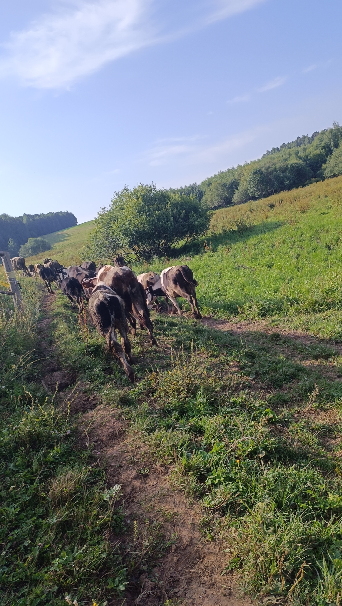 A herd of cows are walking on a dirt path through a grassy field. The cows are dark brown and white in color. The path is lined with green grass and some trees. In the background, there is a large green hill covered with trees. The sky is blue with a few white clouds. The sun is shining and the scene is bright and clear. The image is taken from a low angle, looking up at the cows as they walk away from the camera. The location is unknown, and the time of day appears to be morning or late afternoon due to the lighting.