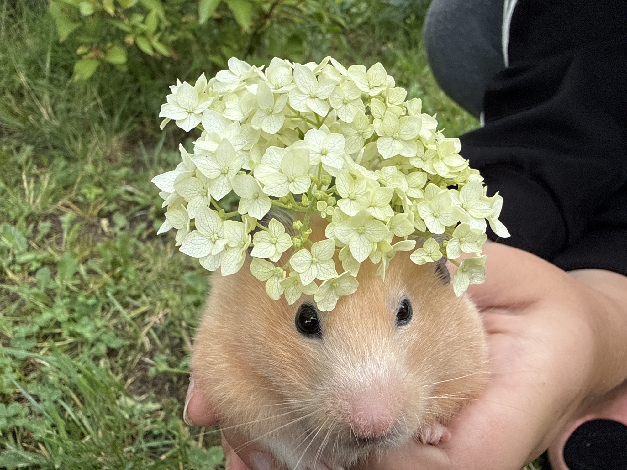 A light brown hamster with black eyes and whiskers is held in two hands. The hamster is wearing a crown of small, pale green flowers. The background is out of focus, showing green grass and leaves, suggesting an outdoor setting. The hands holding the hamster appear to be those of a person. The scene is likely in a garden or park. The city of Pastavy, Belarus is not depicted in the image, and there are no elements that would place the scene there.