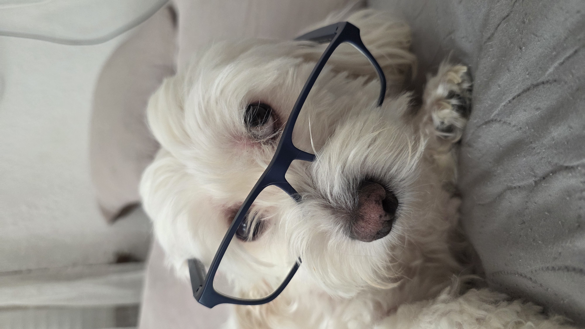 A close-up, eye-level shot focuses on the face of a white Maltese dog wearing dark blue-rimmed eyeglasses. The dog is lying down, with its head slightly tilted. Its fur is long and fluffy, obscuring parts of its face, including its ears. The dog's eyes are dark and appear to be looking forward, though the glasses obscure the direct gaze. Its nose is dark pink and wet. The background consists of soft, out-of-focus furnishings, possibly a couch or bed, in muted tones of gray and beige, suggesting an indoor setting. There is no indication of the city of Blagoevgrad, Bulgaria, or any external environmental elements.