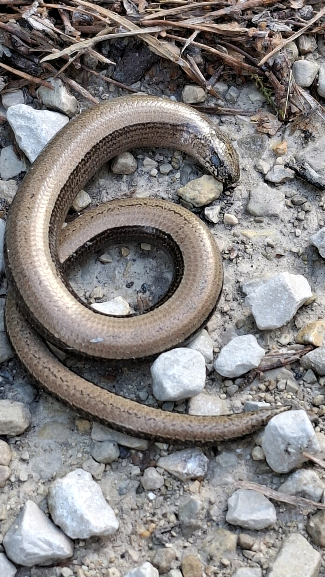 A slow worm, Anguis fragilis, is coiled on gravelly ground with dry twigs and leaves. The slow worm is light brown with a dark stripe running down its back and faint diagonal markings on its sides. Its head is visible at the top right of the coil, with small dark eyes. The surrounding environment is composed of small, light-colored stones and scattered organic debris. This image was taken in Winkelhaid, Germany.