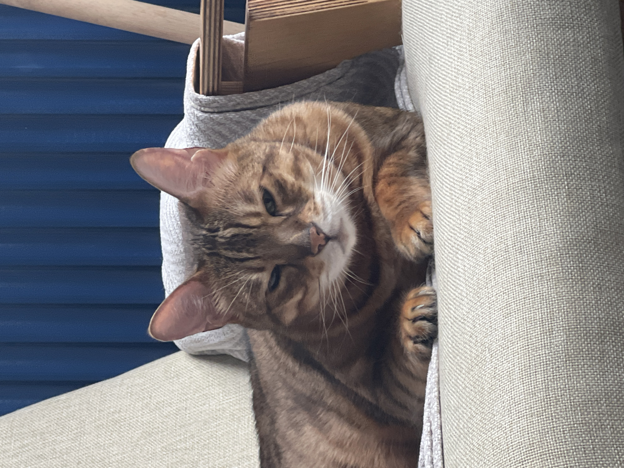 A medium shot shows a tawny-colored Bengal cat lying on a light-colored armchair. The cat is looking directly at the camera with its eyes partially closed. Its fur is a mix of brown and black stripes, and its paws are visible, tucked underneath its body. The cat is resting on a light grey blanket draped over the armchair. Behind the cat, a portion of a wooden chair and a blue wall with vertical slats are visible. The image is taken indoors, likely in a domestic setting in Yekaterinburg, Russia, given the context of the request.