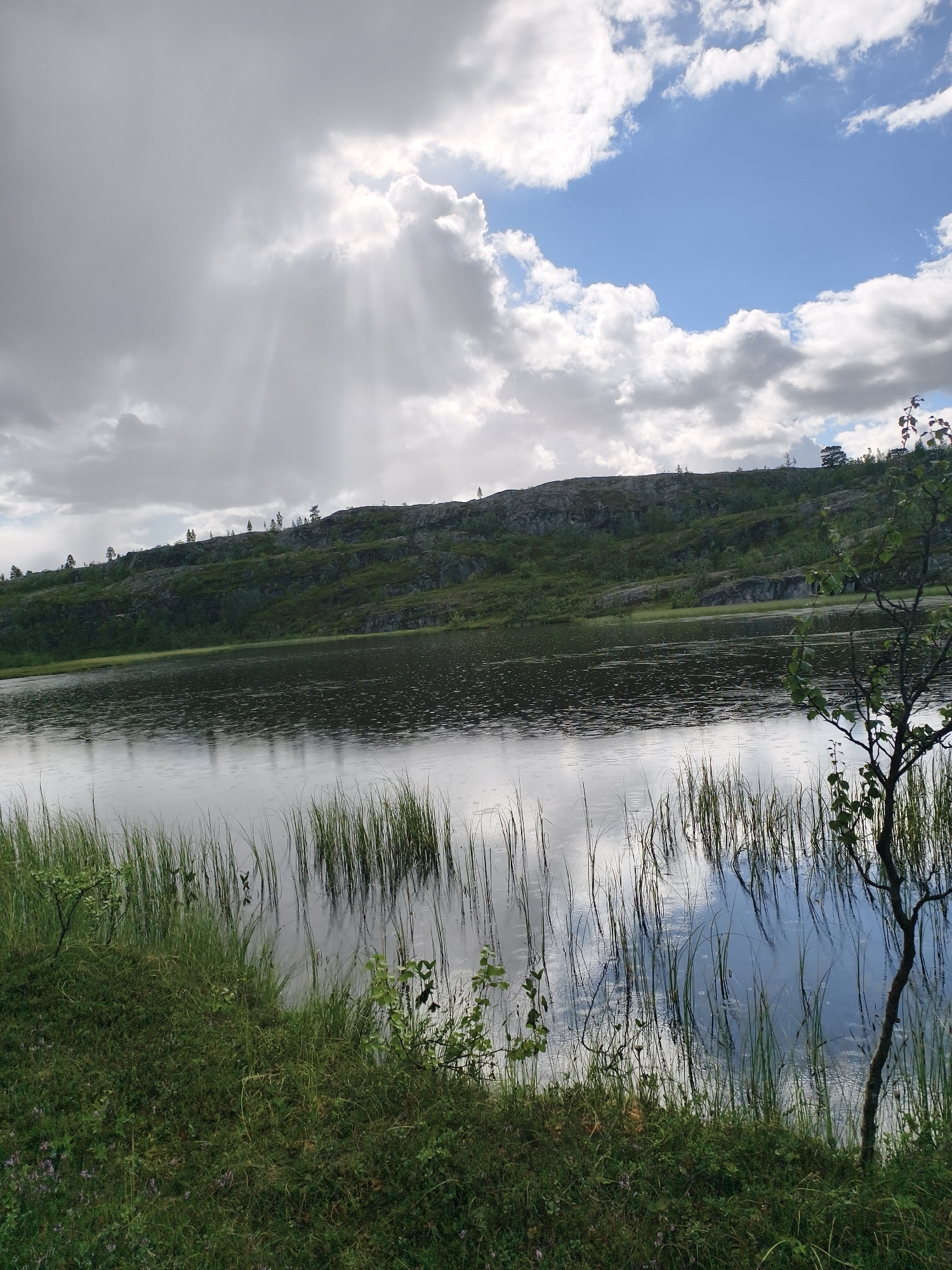 The image shows a serene natural landscape near Nyby, Norway. A calm body of water, likely a lake, occupies the middle ground, reflecting the sky and the surrounding vegetation. Tall, green reeds grow along the water's edge in the foreground, interspersed with patches of grass and small, leafy plants. In the background, a gently sloping hill is covered in a mix of greenery and rocky outcrops, dotted with sparse trees. The sky is a dramatic blend of dark, heavy clouds and bright patches of blue, with sunbeams piercing through the clouds, creating a striking visual effect. A single, slender tree with sparse leaves stands on the right side of the frame, its trunk dark and textured. The overall scene is one of natural beauty and tranquility, with the interplay of light and shadow adding depth and atmosphere. There are no people or discernible actions visible in the image.
